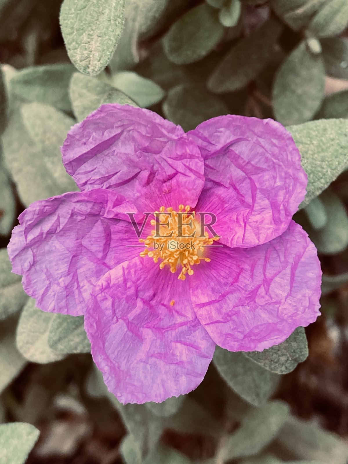 花照片摄影图片