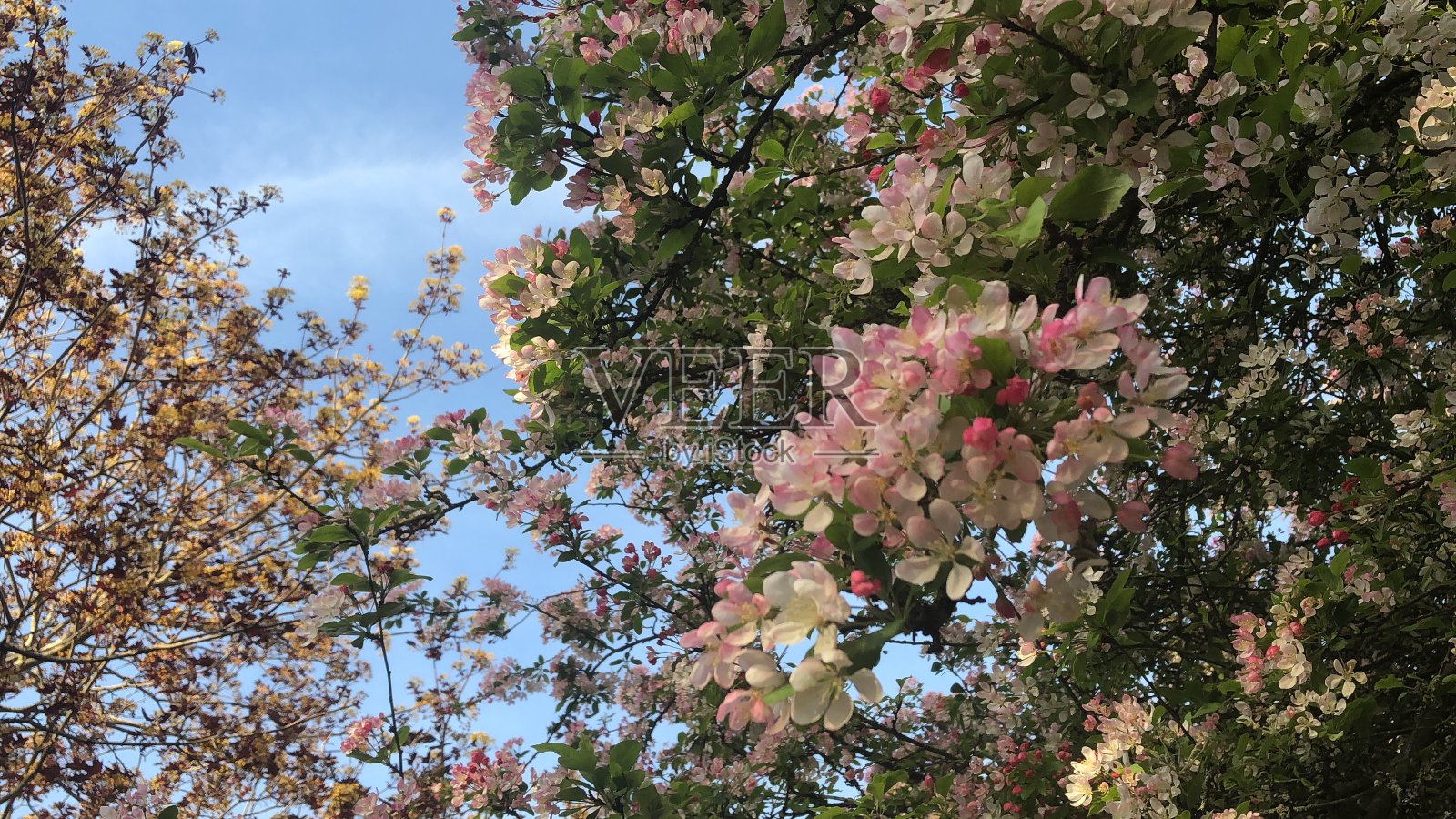 粉红色完美-夏天盛开的山楂树照片摄影图片