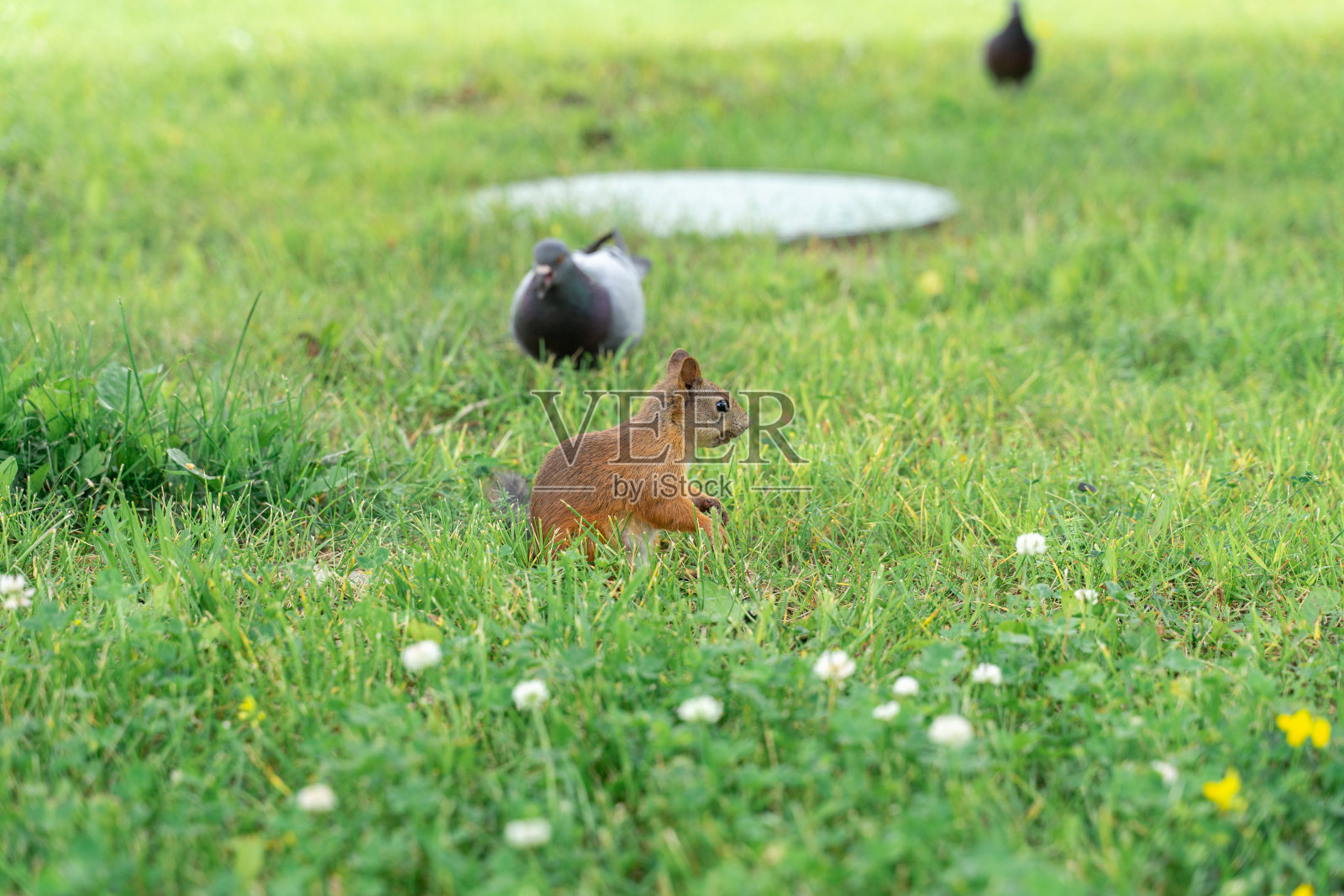 绿草里的红松鼠和鸽子照片摄影图片