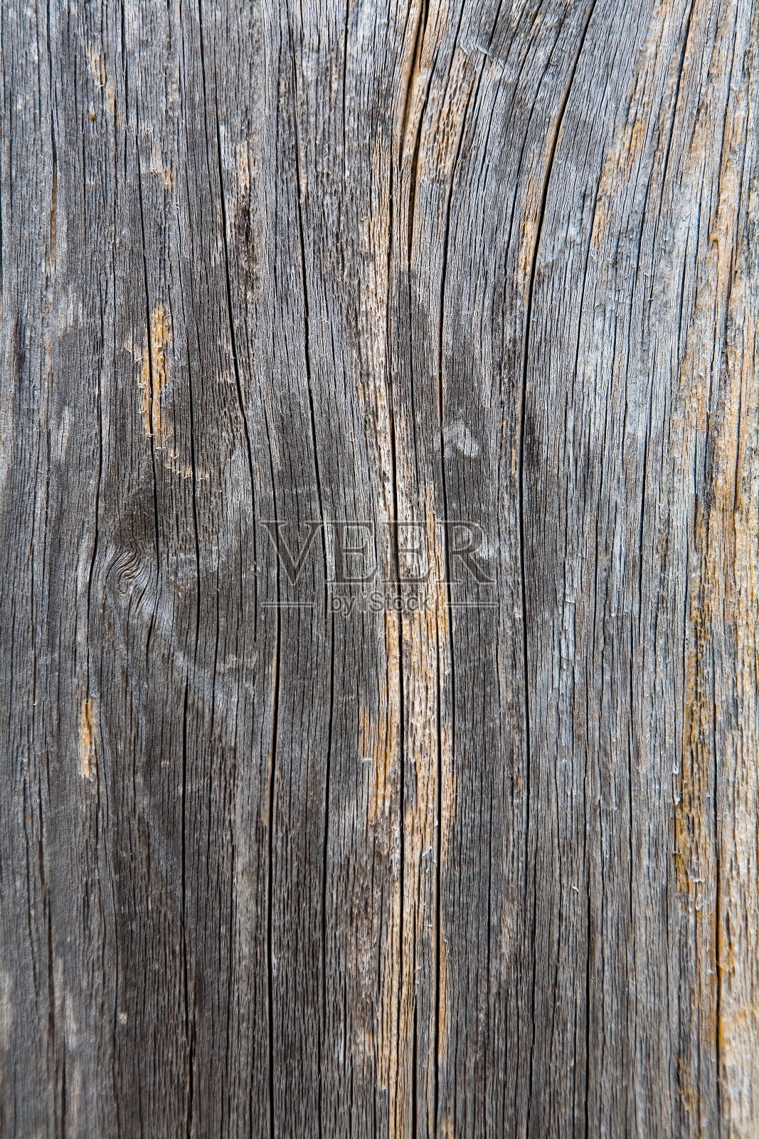 一棵干枯的老树的美丽纹理。照片摄影图片