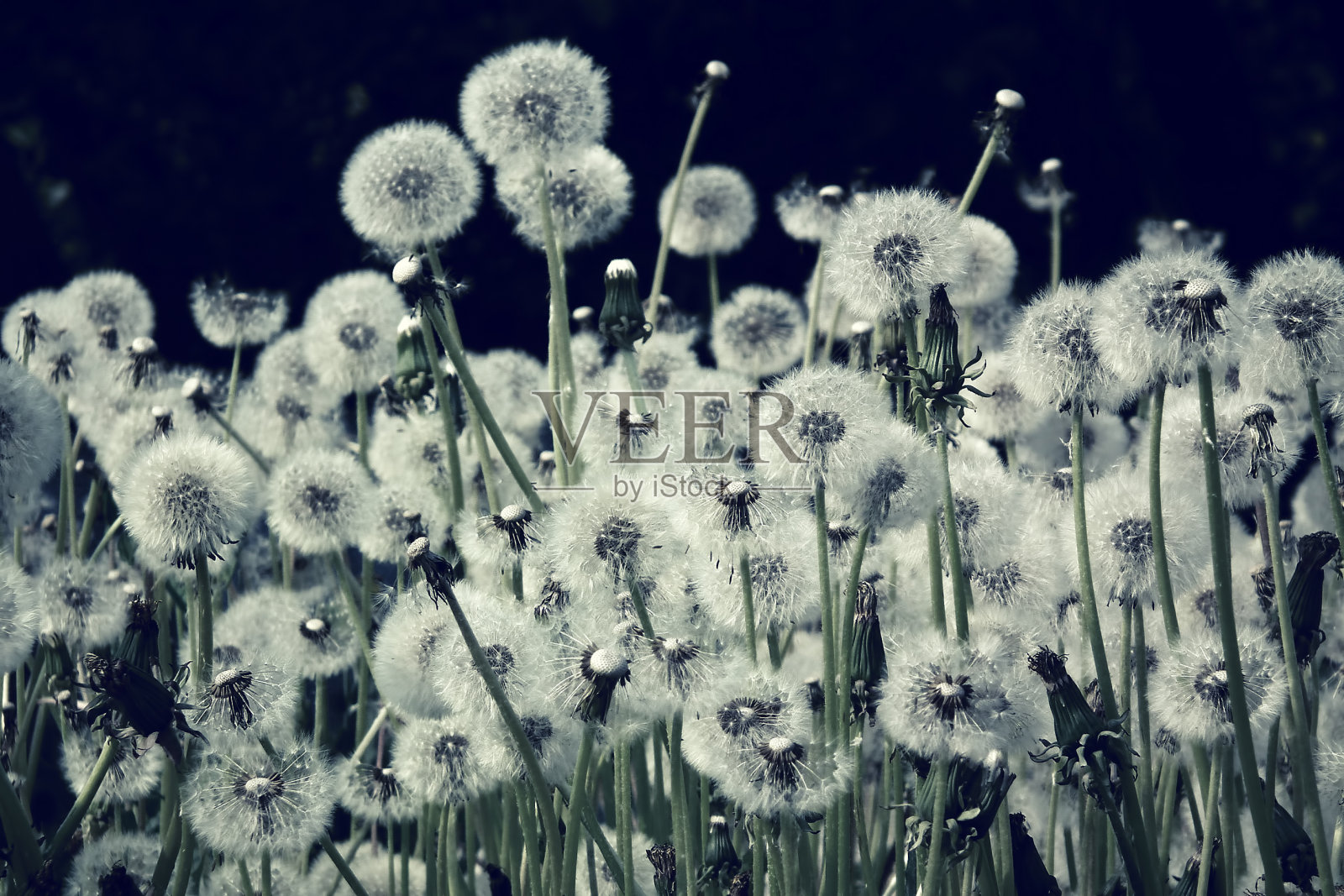 花。蒲公英。华丽的草地。复古的过滤效果照片摄影图片