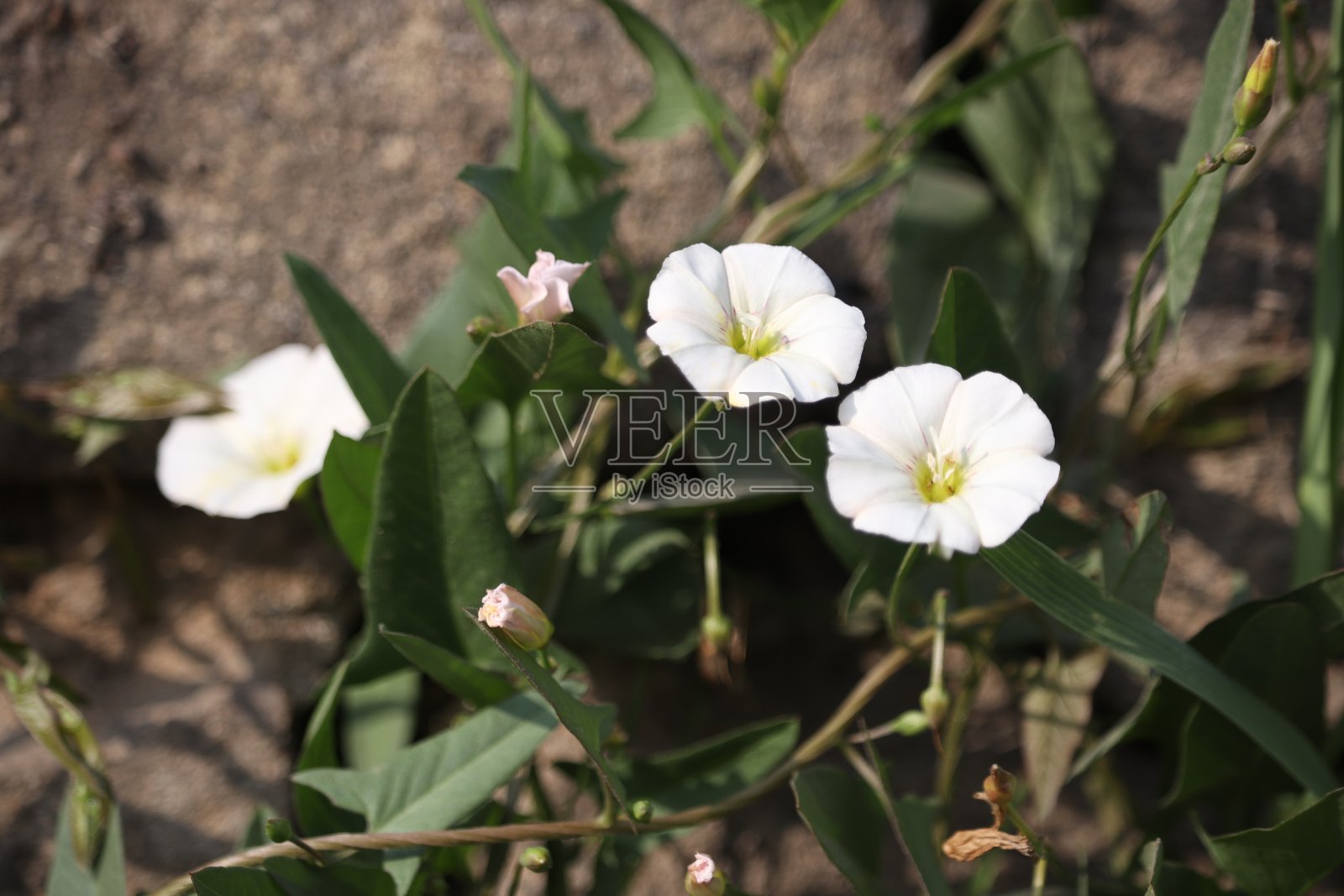 春天的花照片摄影图片