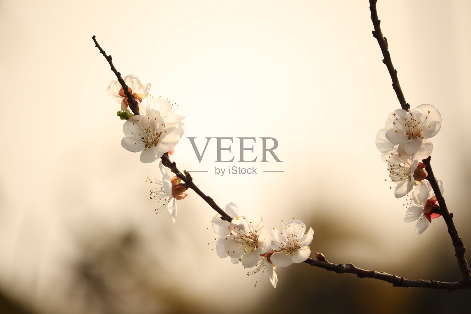 春天的花照片摄影图片