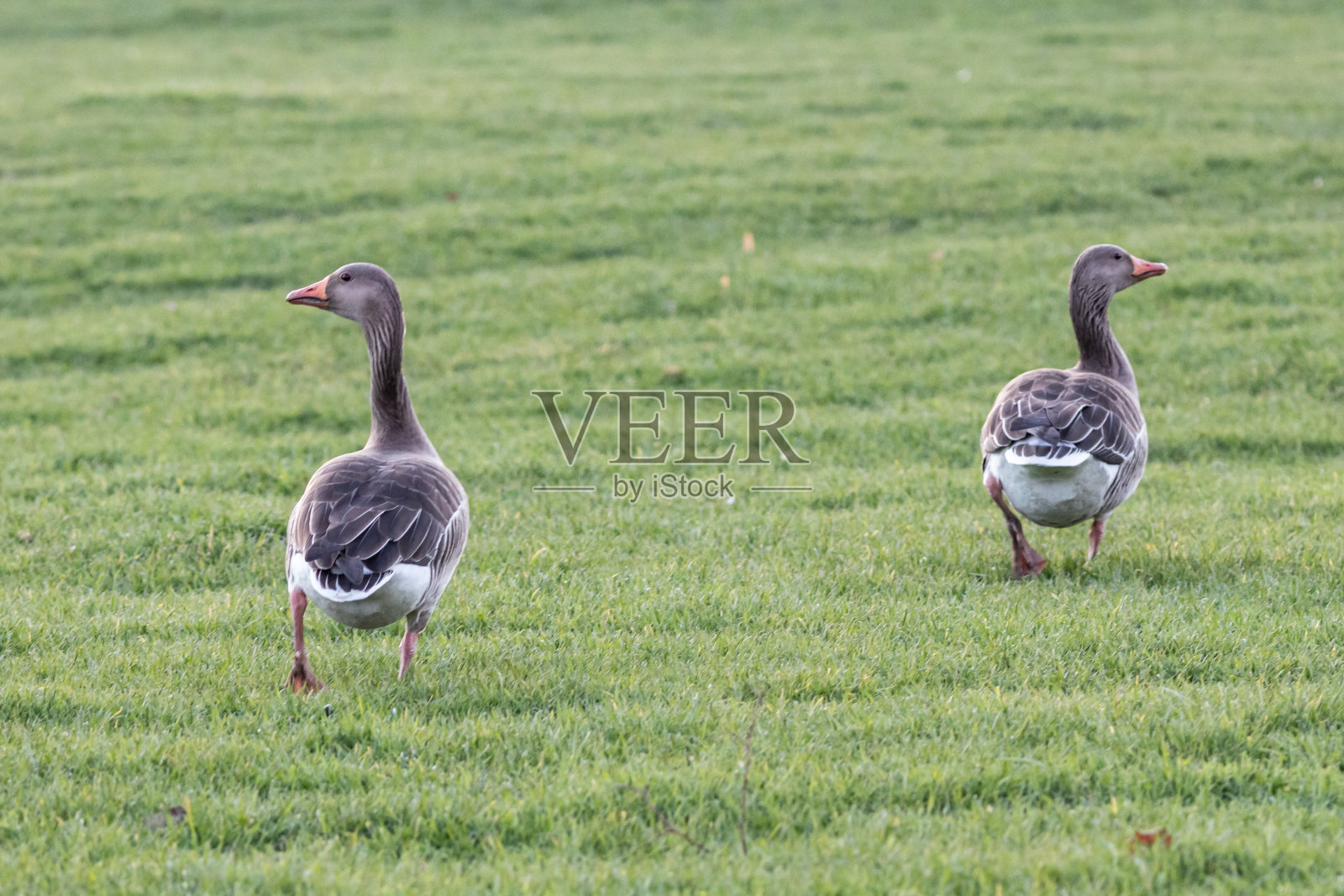 草地上的灰鹅照片摄影图片