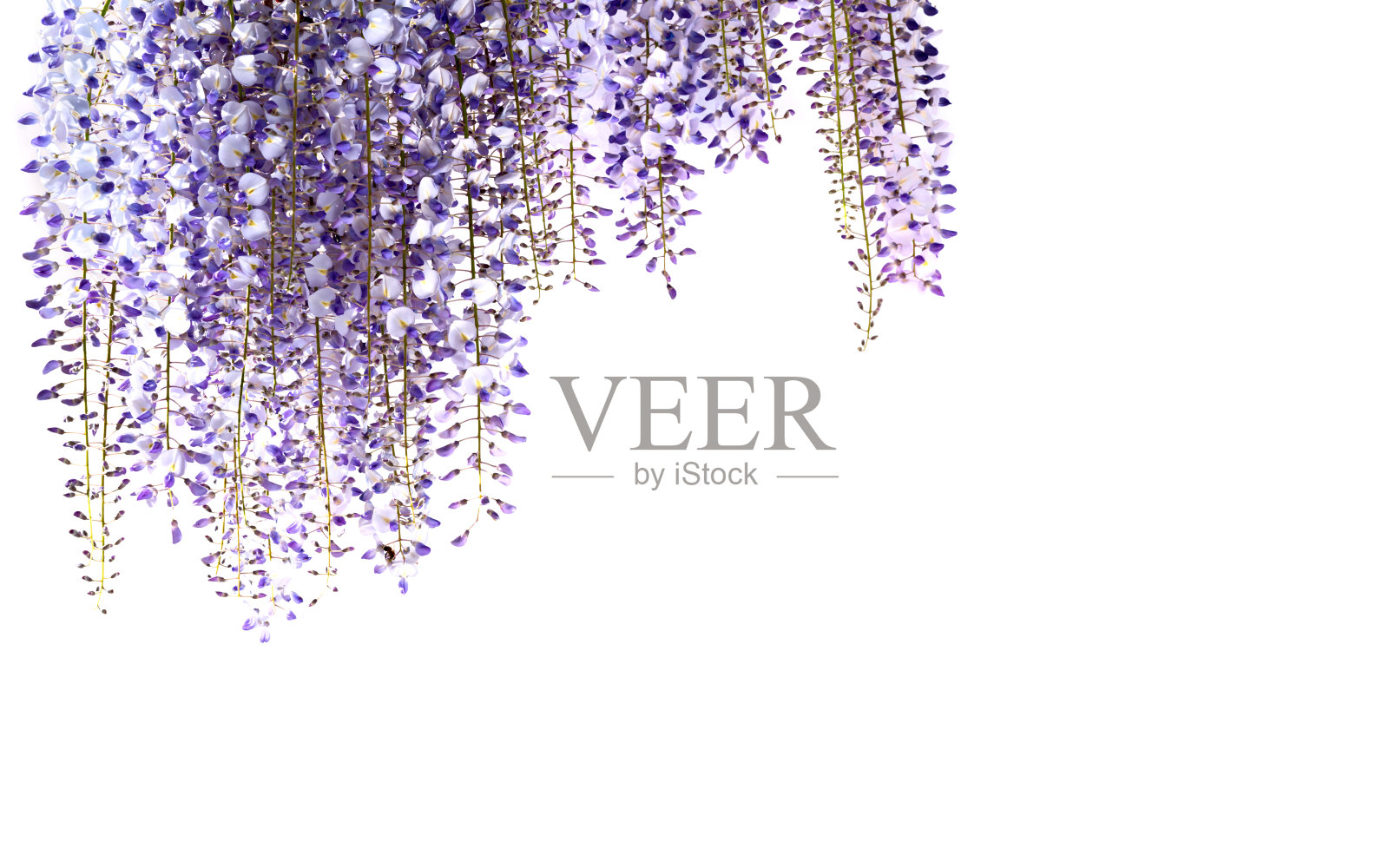 紫藤花孤立在白色上照片摄影图片