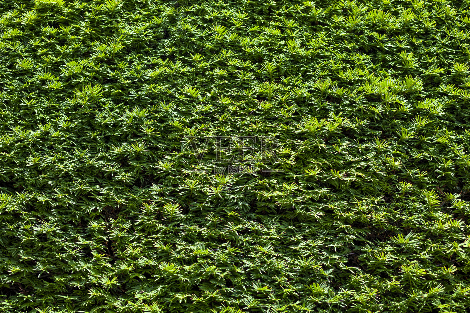 绿色常青藤叶子的背景照片摄影图片