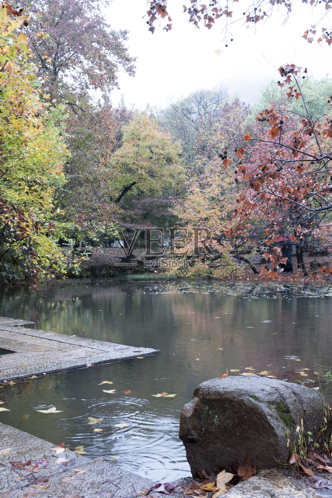 湖上枫树林中有一条石径照片摄影图片