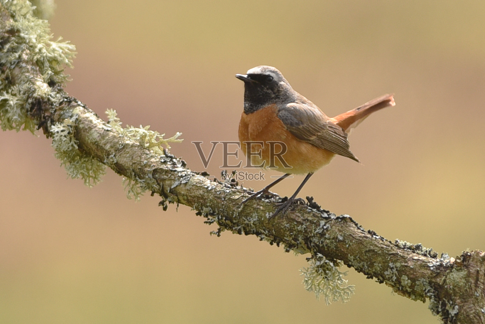 常见的红尾鸟鸟照片摄影图片