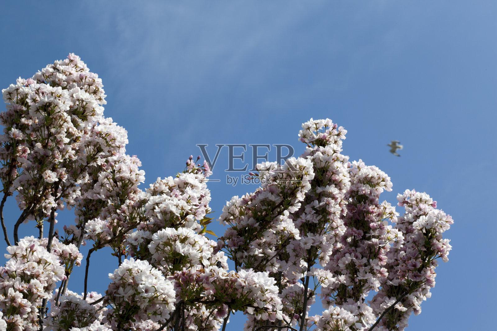 樱花开满了树。照片摄影图片