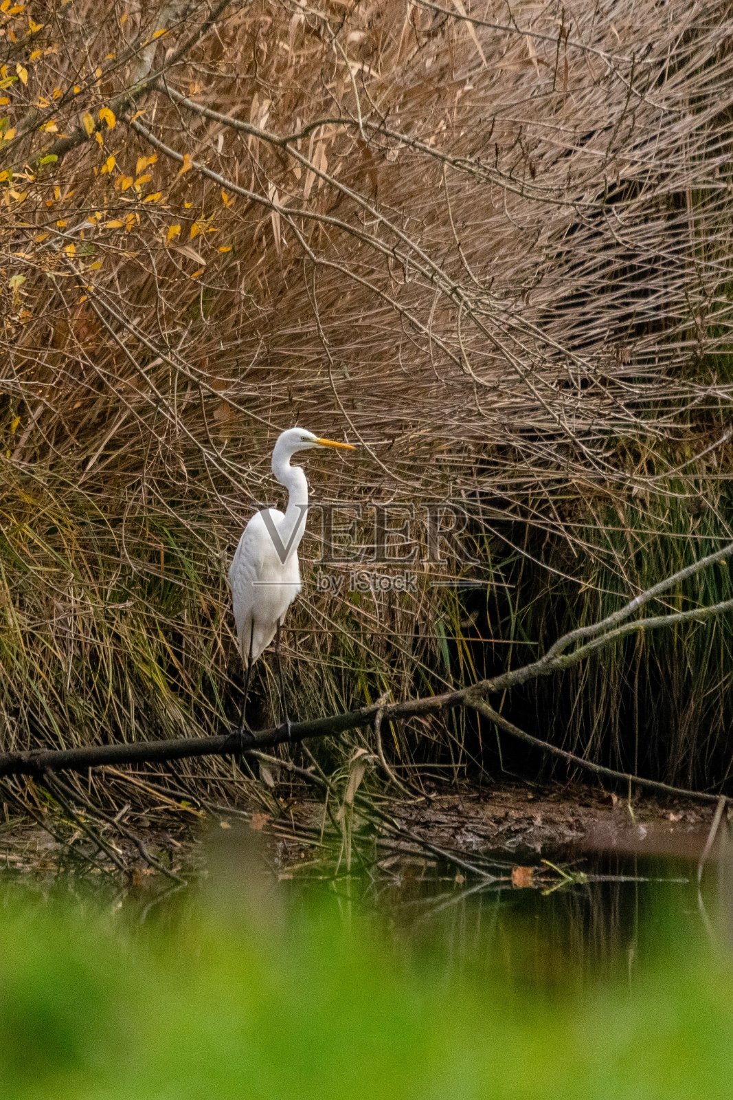 河上的大白鹭照片摄影图片
