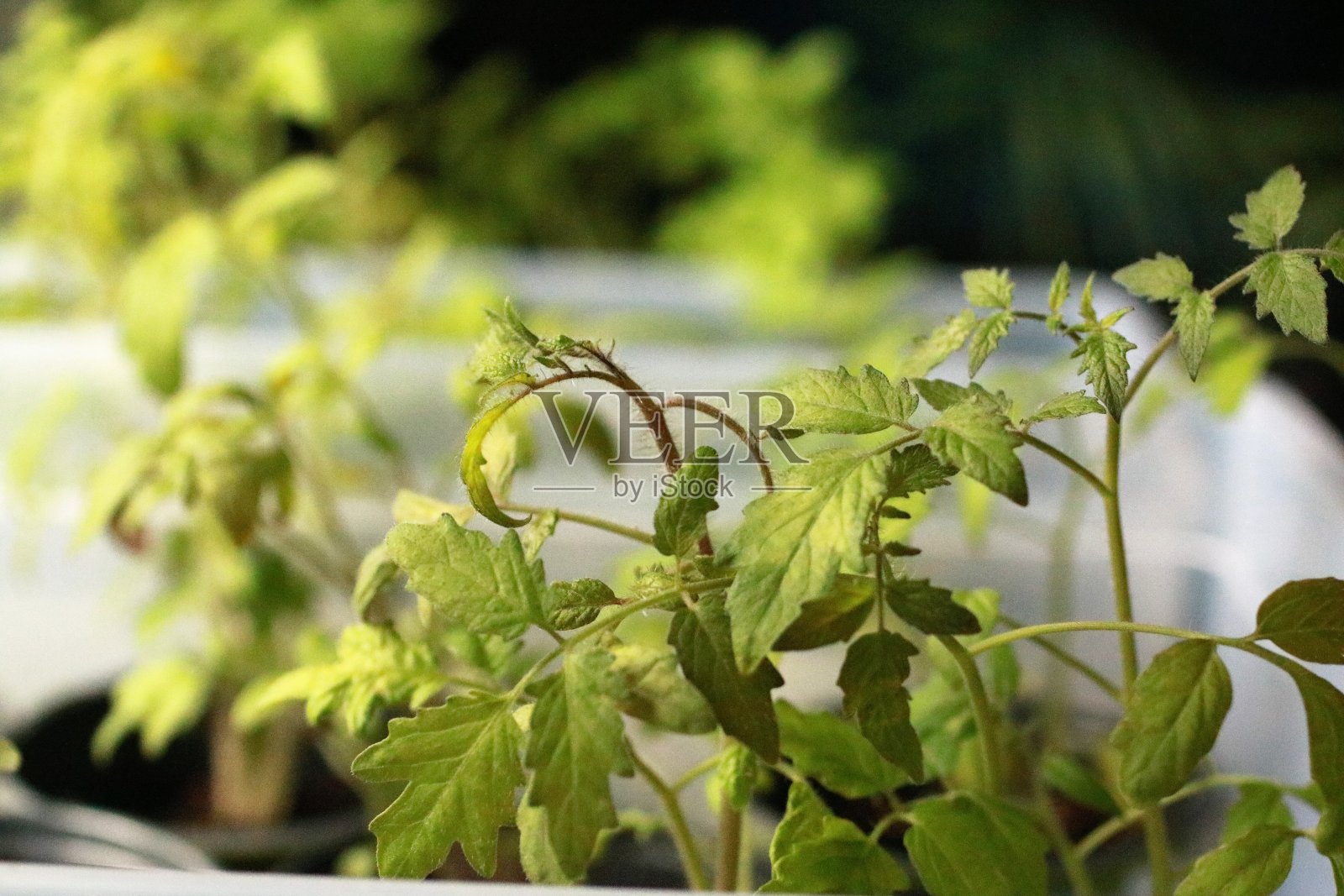 番茄幼苗照片摄影图片