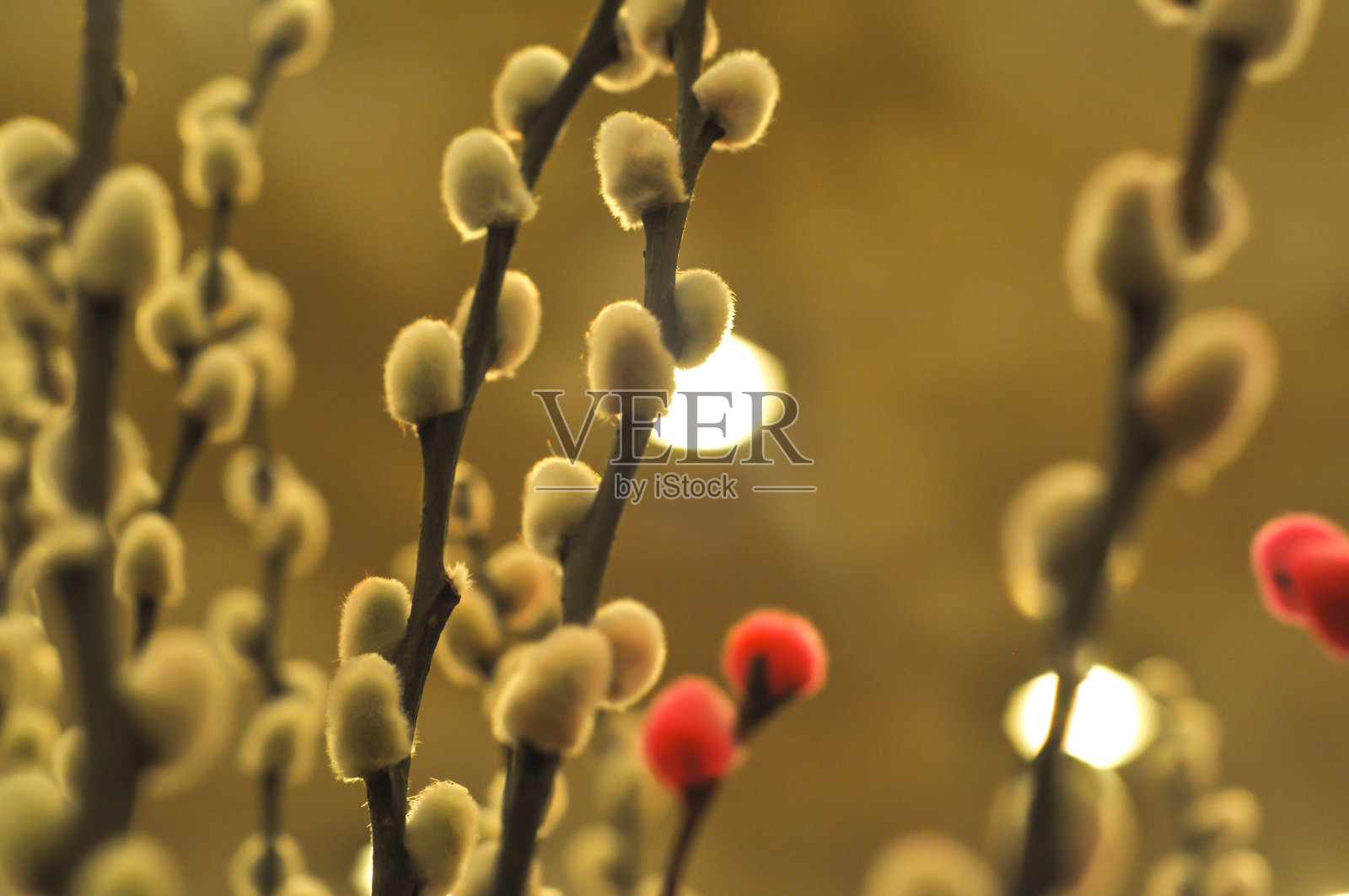 五颜六色的分支照片摄影图片