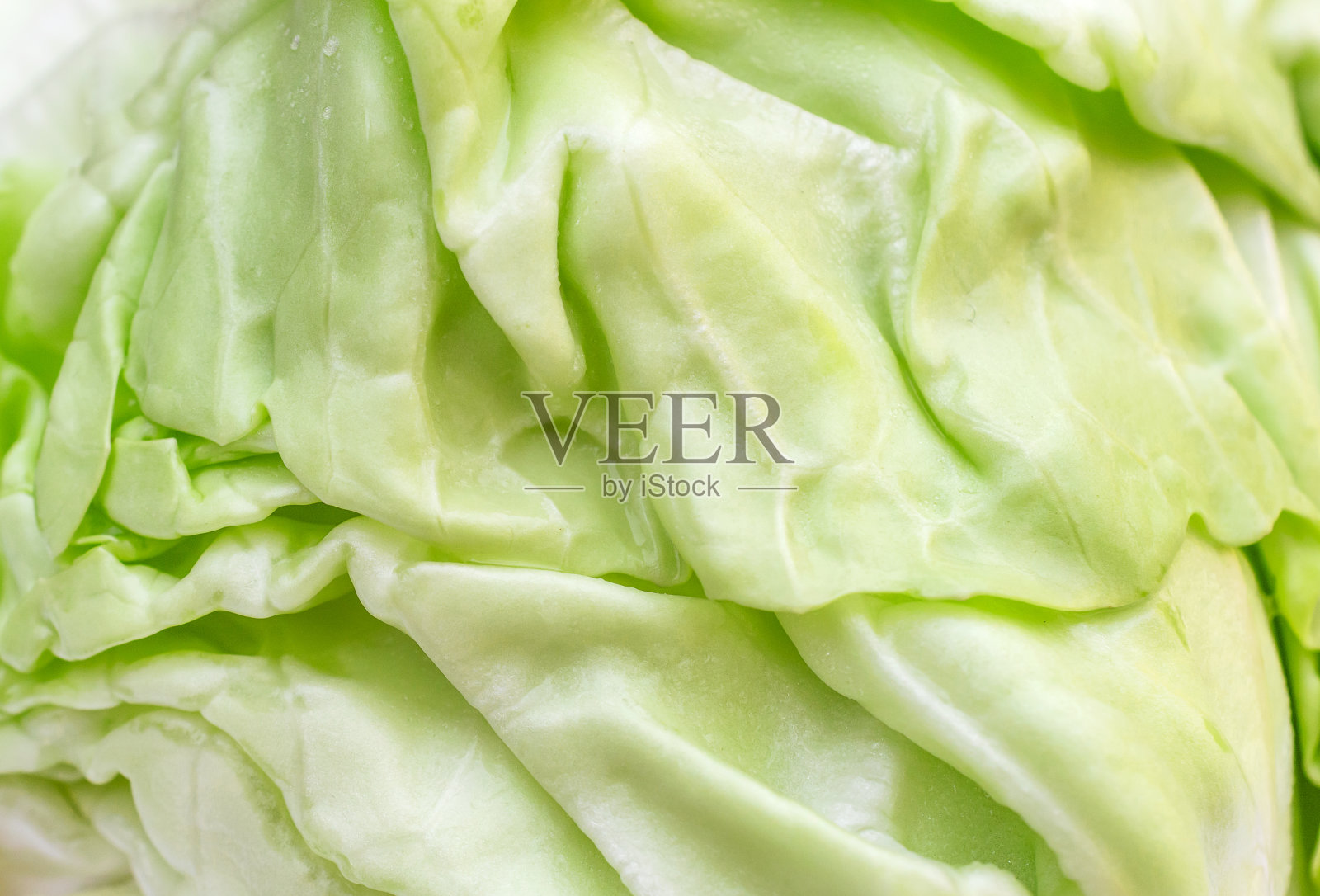 甘蓝头的质地。关闭了。照片摄影图片