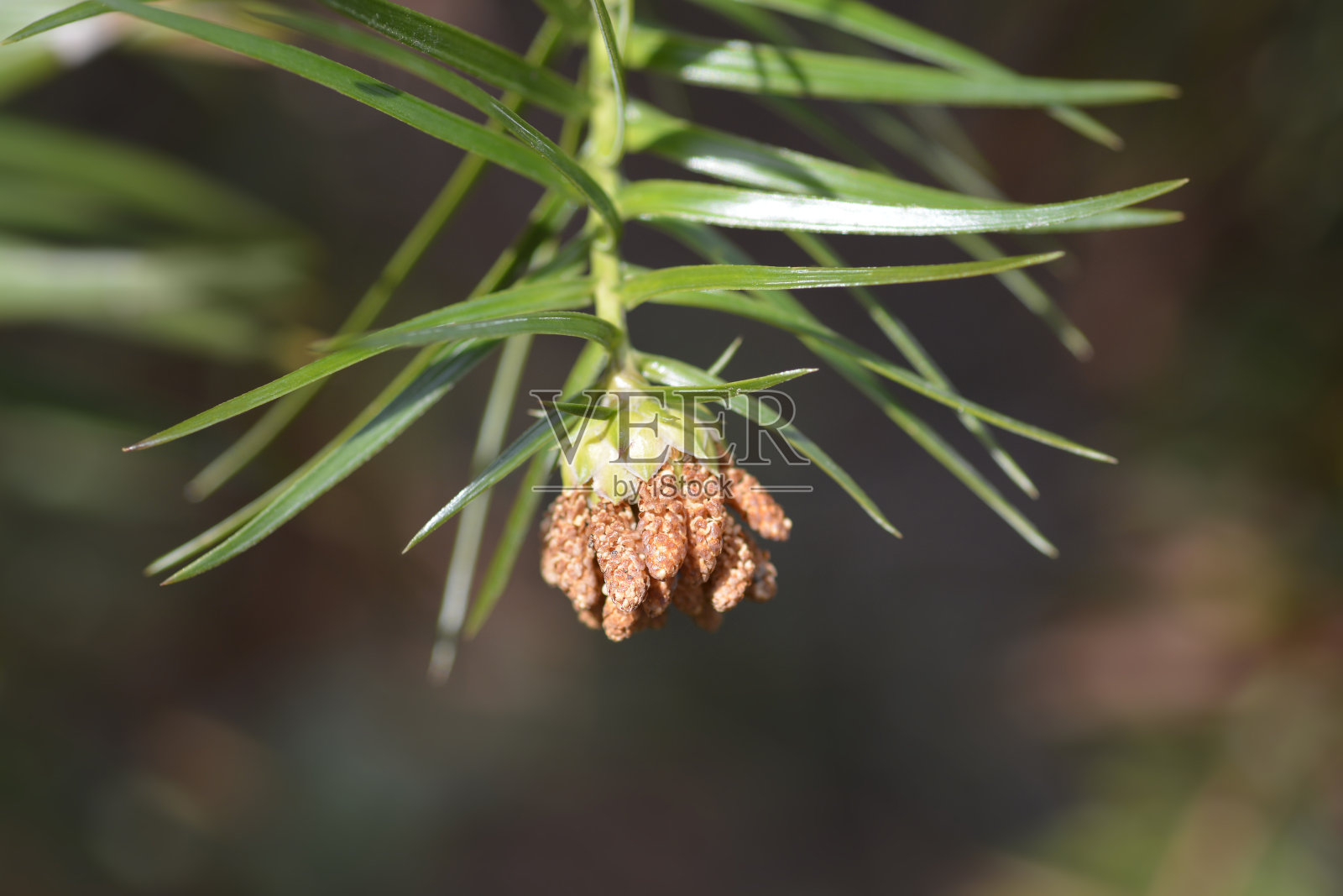 杉木照片摄影图片
