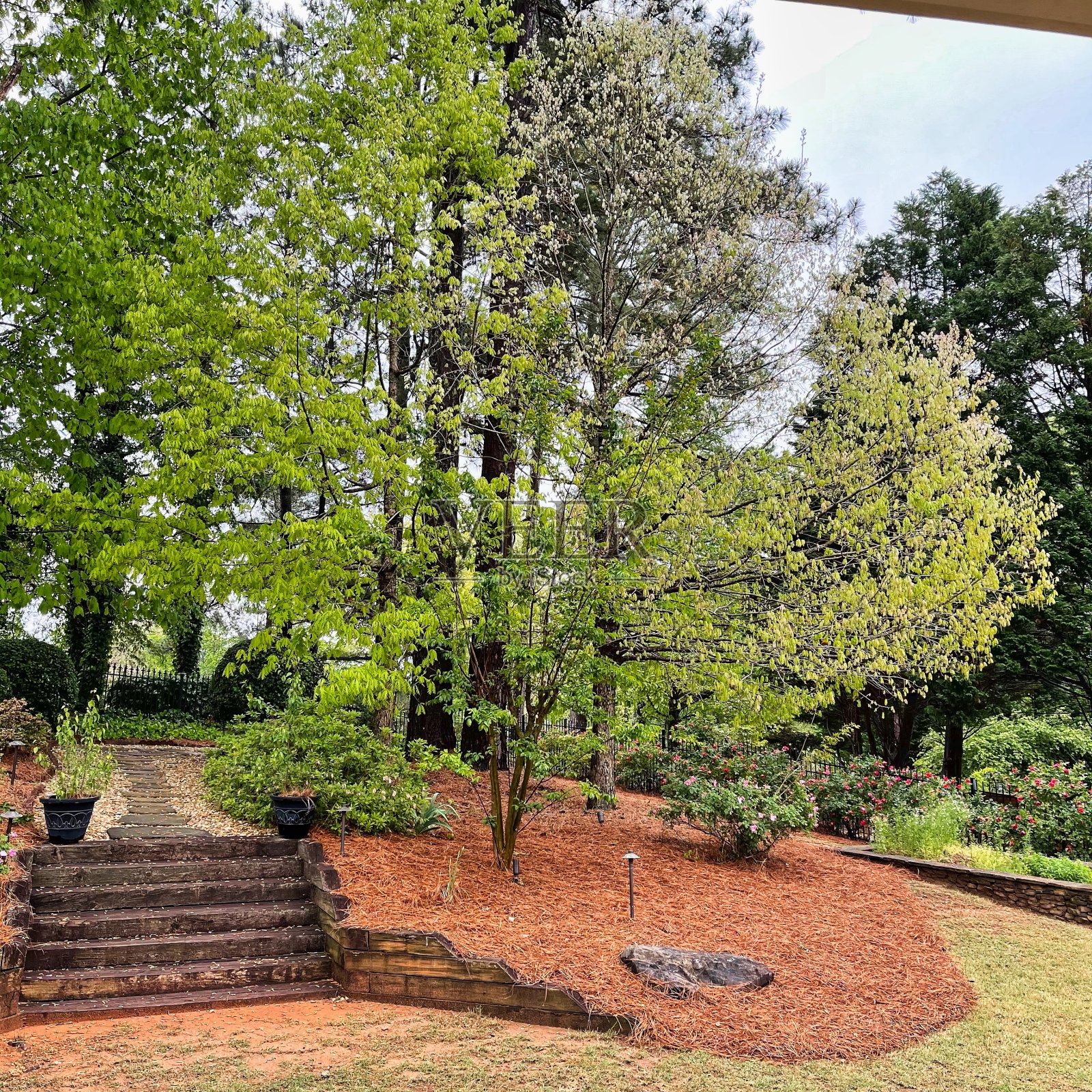 春天，树上长出了嫩绿的新叶照片摄影图片