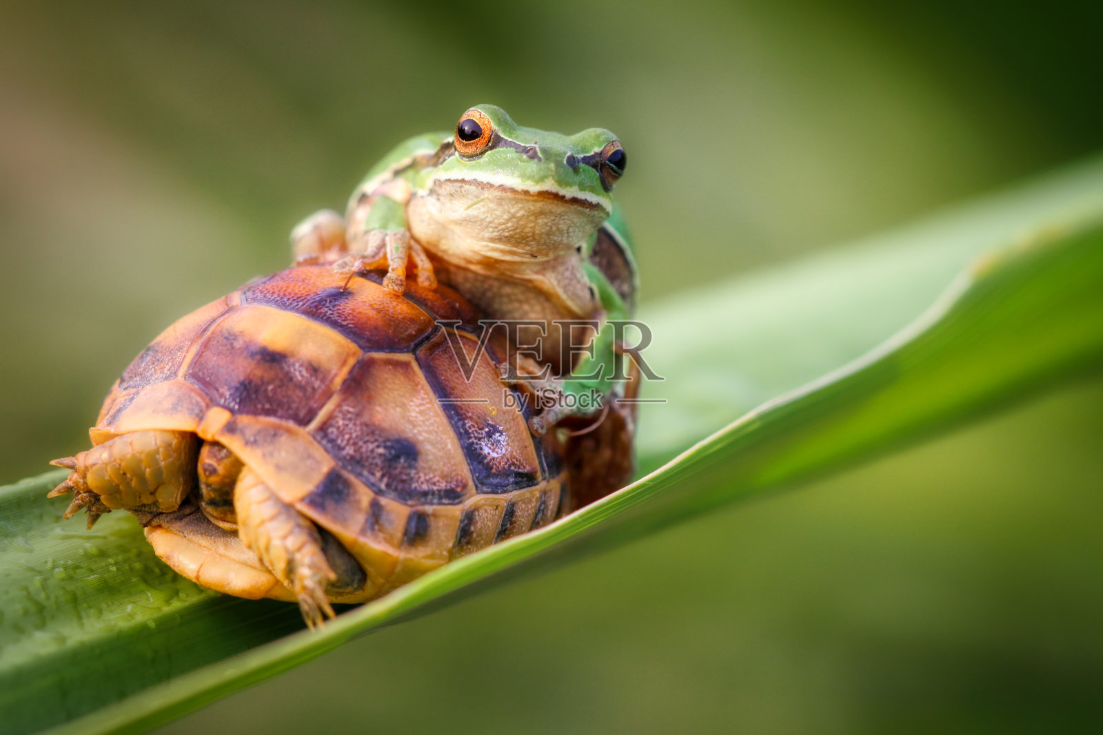 春与宏完美，花与细节照片摄影图片