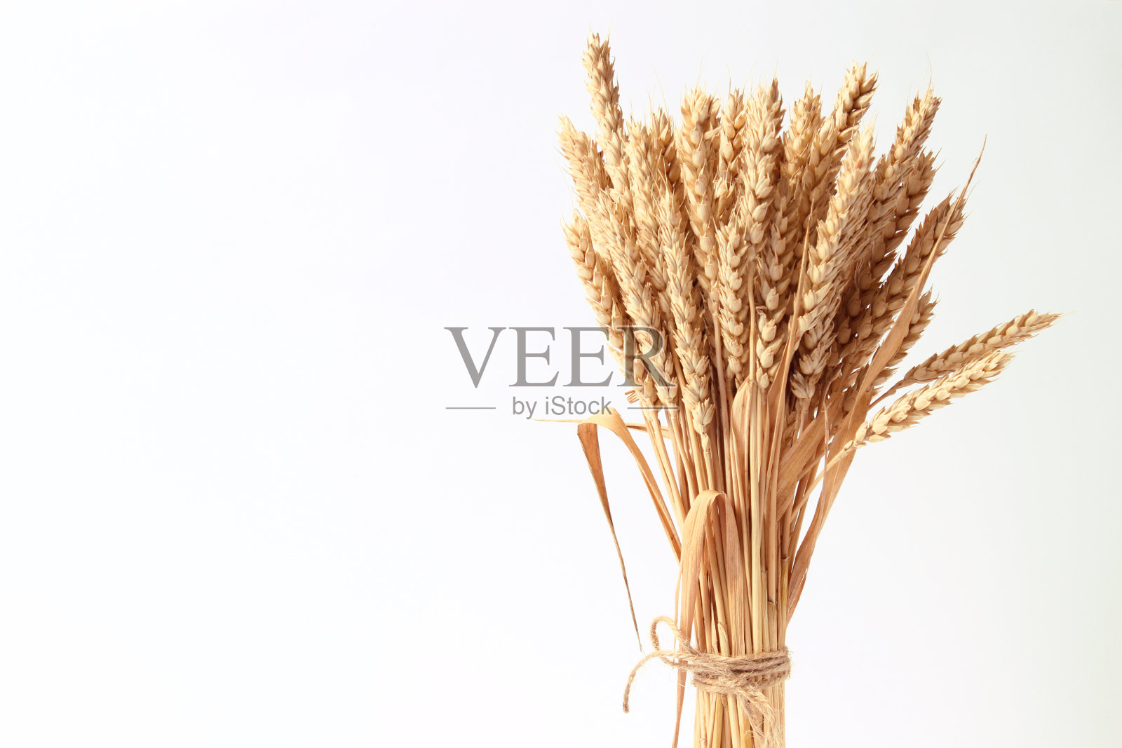 白色背景上的小麦小穗照片摄影图片