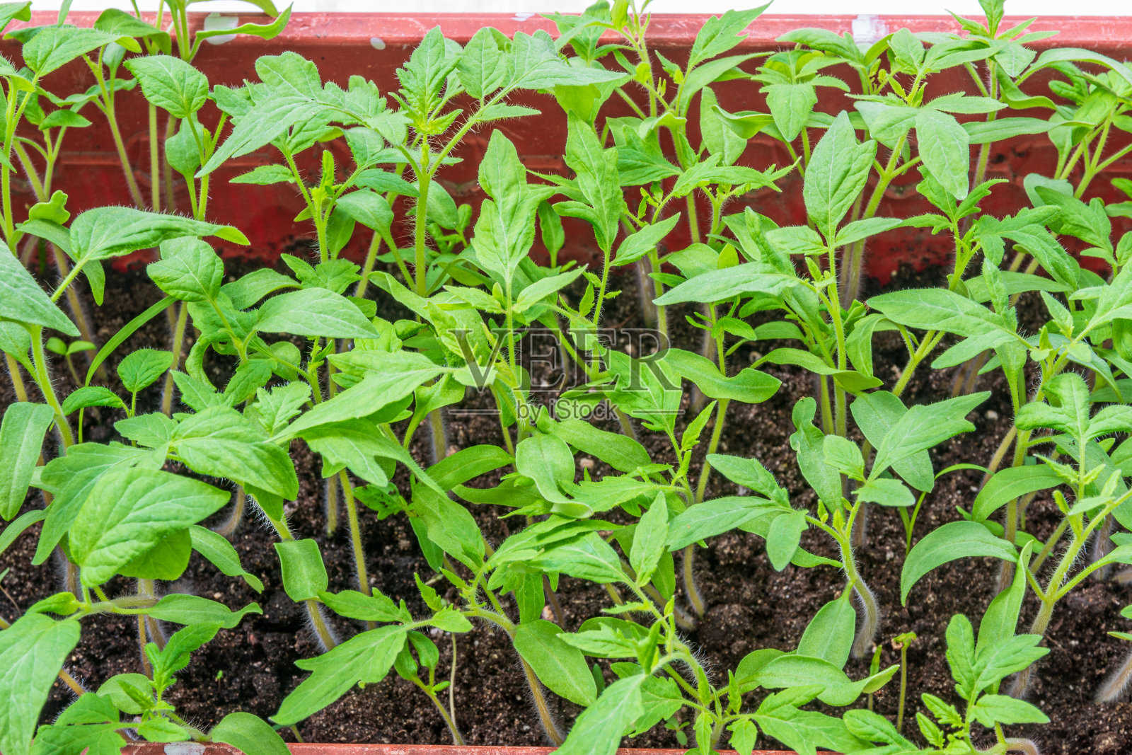在家中种植供个人使用的蕃茄幼苗照片摄影图片