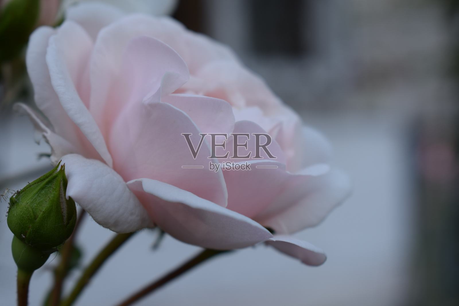 白色开花植物特写照片摄影图片