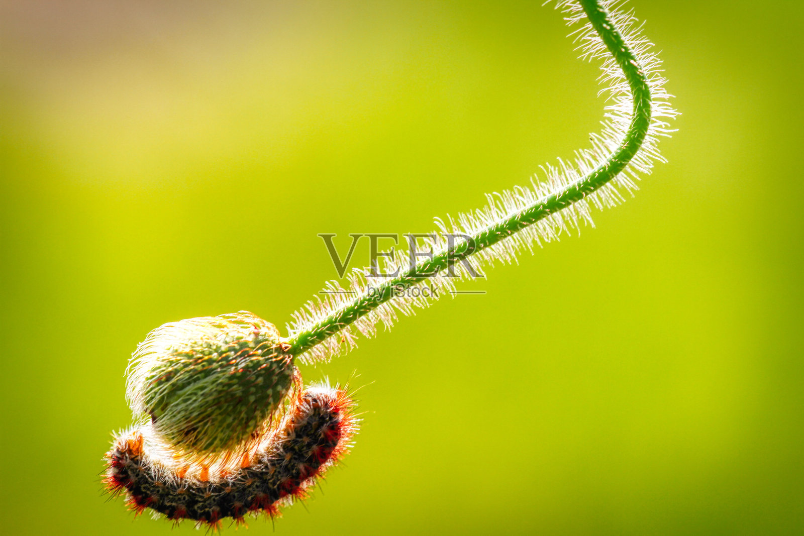 春与宏完美，花与细节照片摄影图片