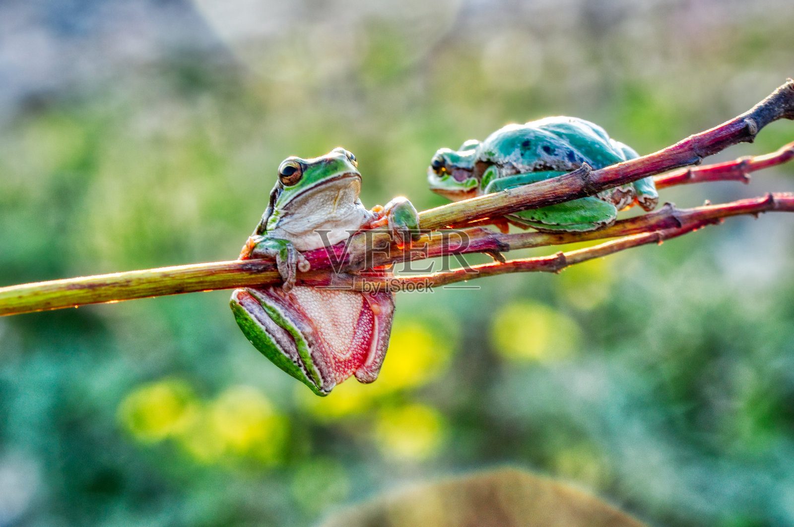 春与宏完美，花与细节照片摄影图片