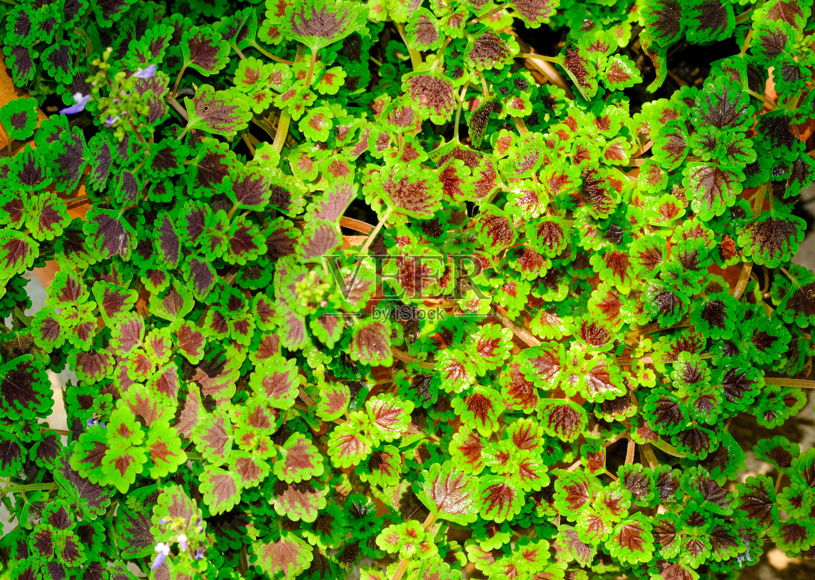 新鲜美观，形状绿、红，叶有纹理，花束紫罗兰或彩色，大小小。在白色背景上隔离照片摄影图片