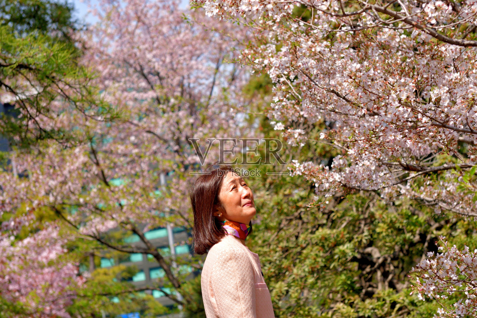 日本女子在东京公园欣赏樱花照片摄影图片