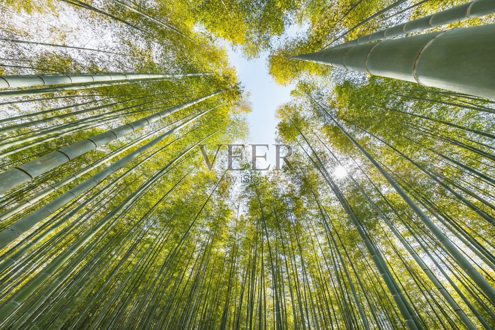 美丽清新的竹林照片摄影图片