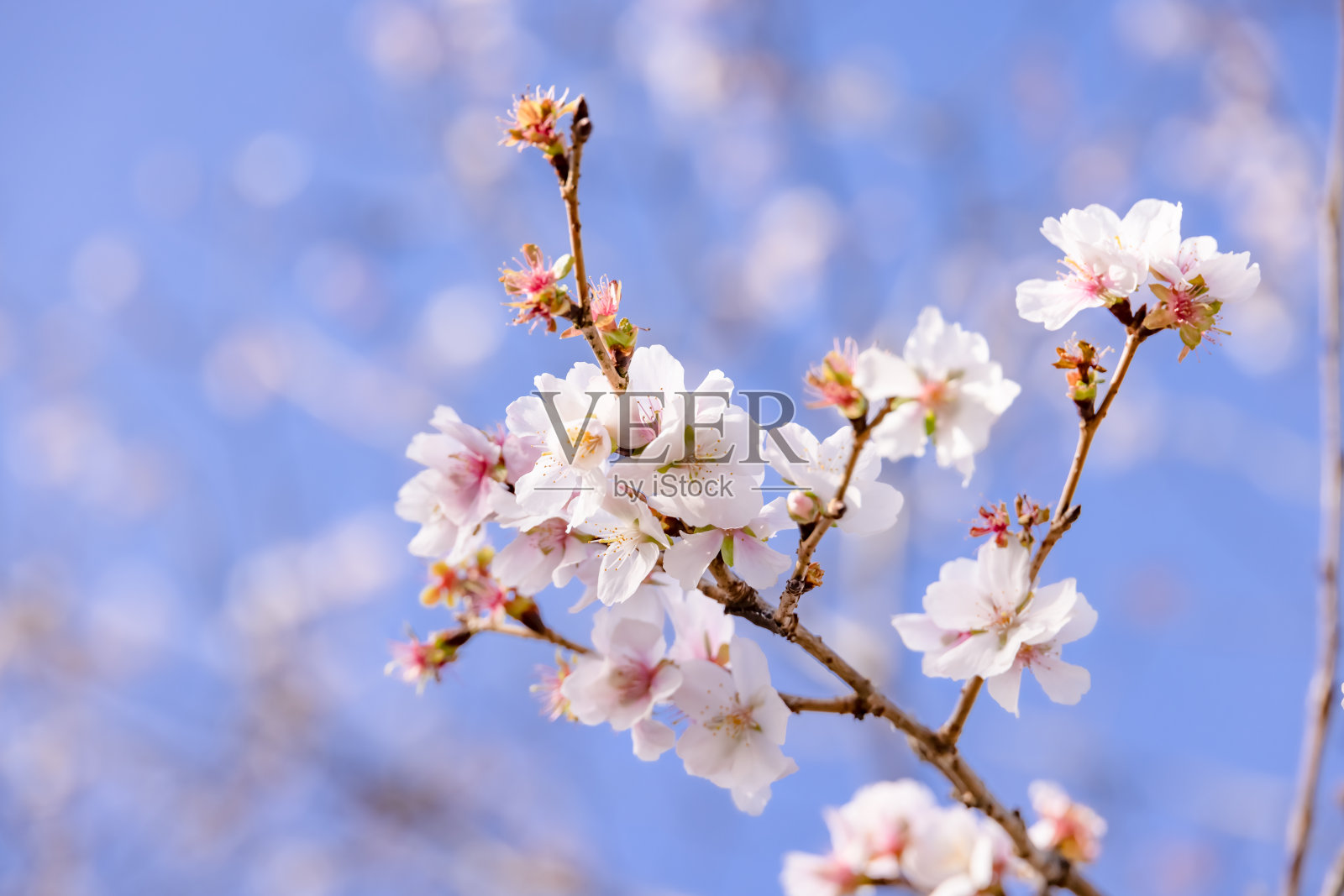 樱花开着美丽的粉红色花瓣照片摄影图片