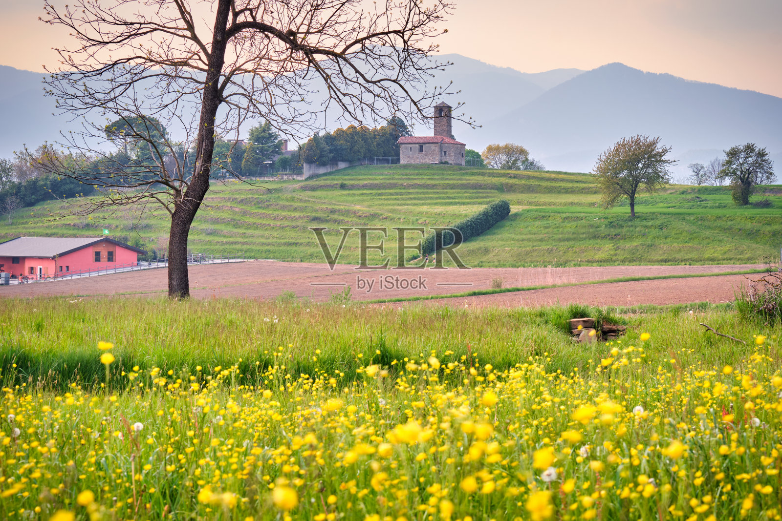 春天的风景，黄花盛开，还有一座小旧教堂照片摄影图片