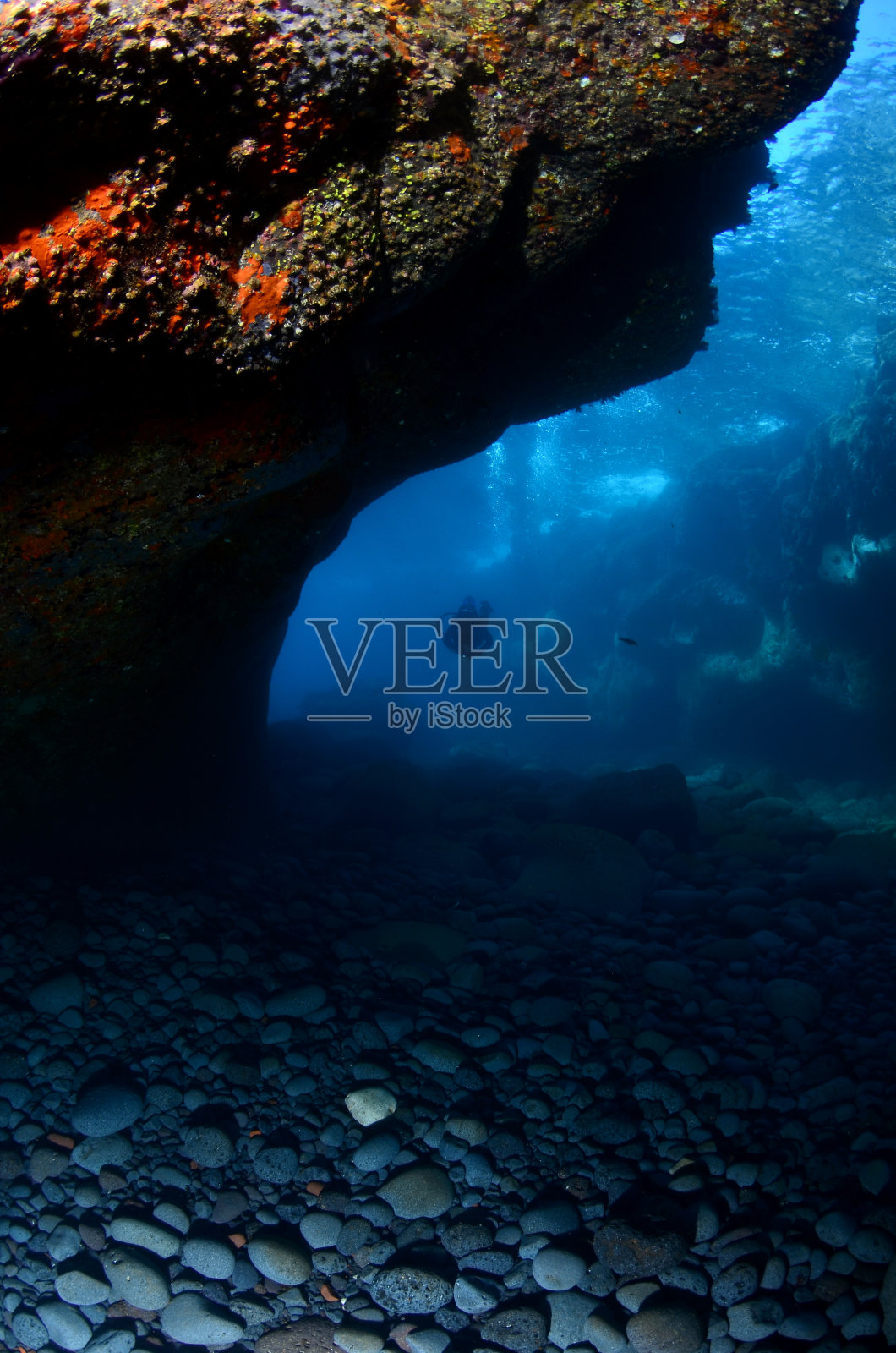 地中海海洋生物照片摄影图片