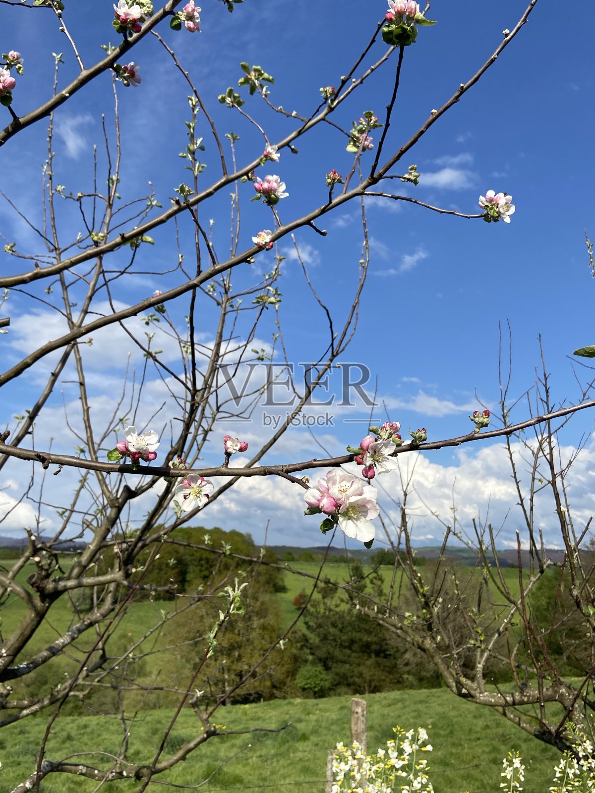 开花照片摄影图片