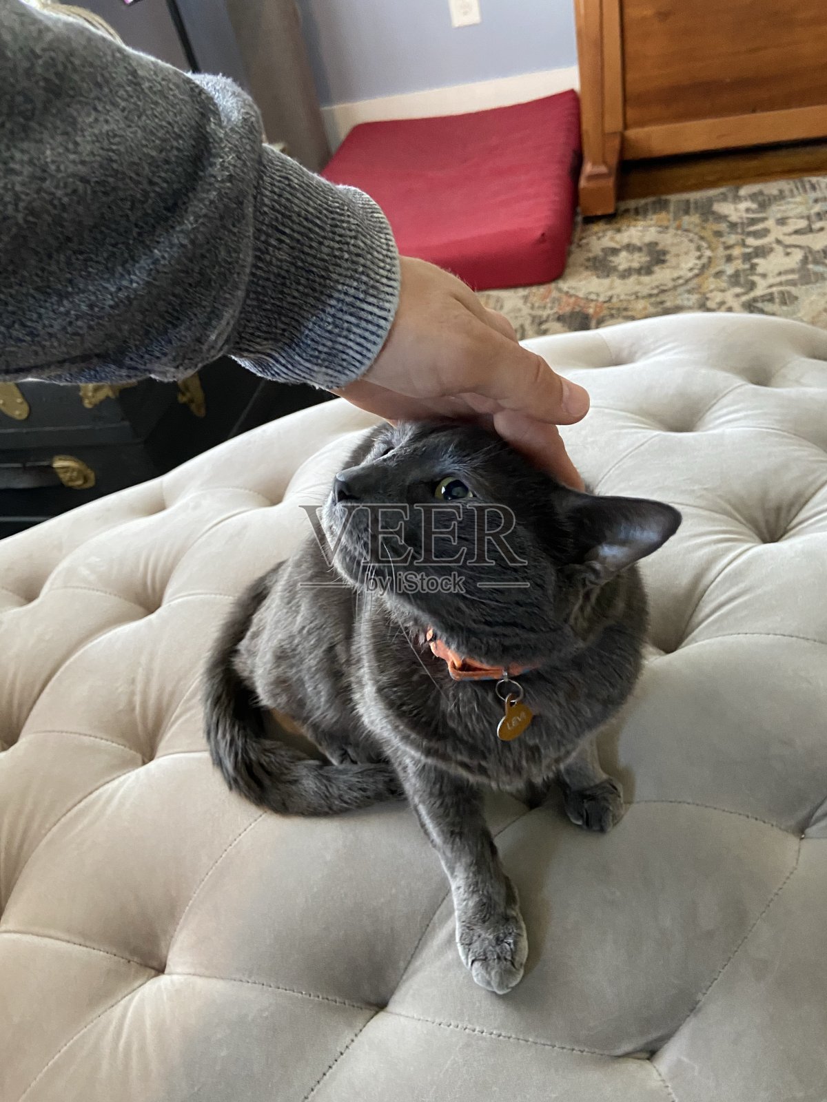 快乐的猫照片摄影图片