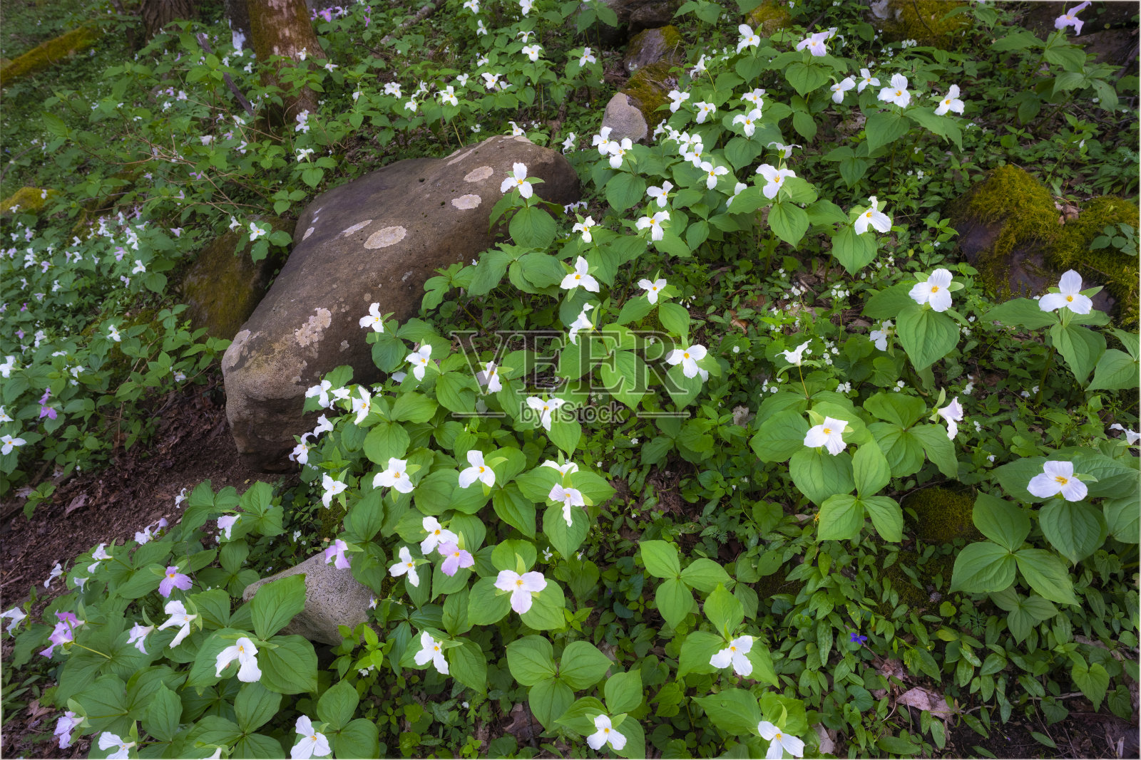 春林里的延龄花照片摄影图片