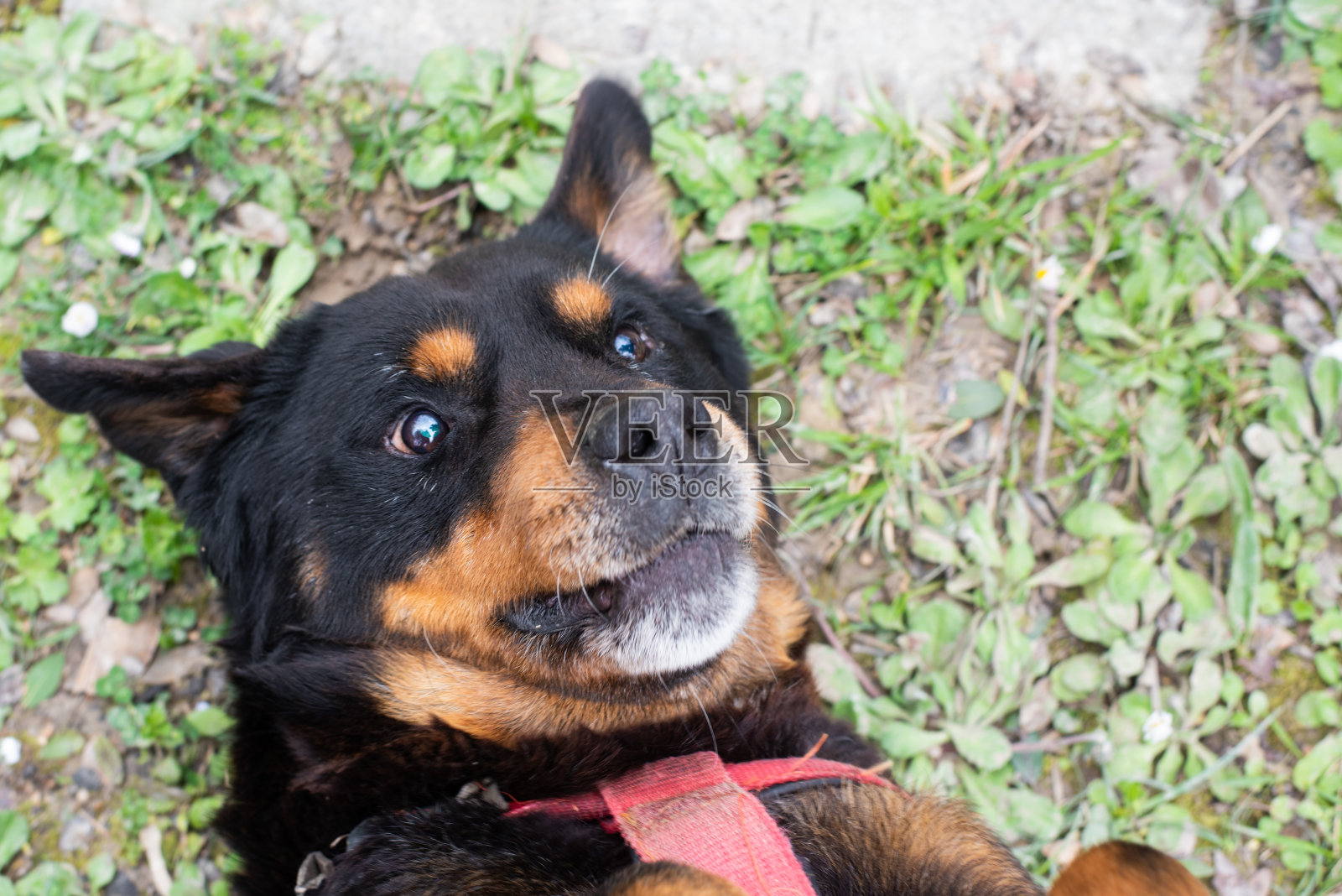 狗喜欢农场的生活照片摄影图片