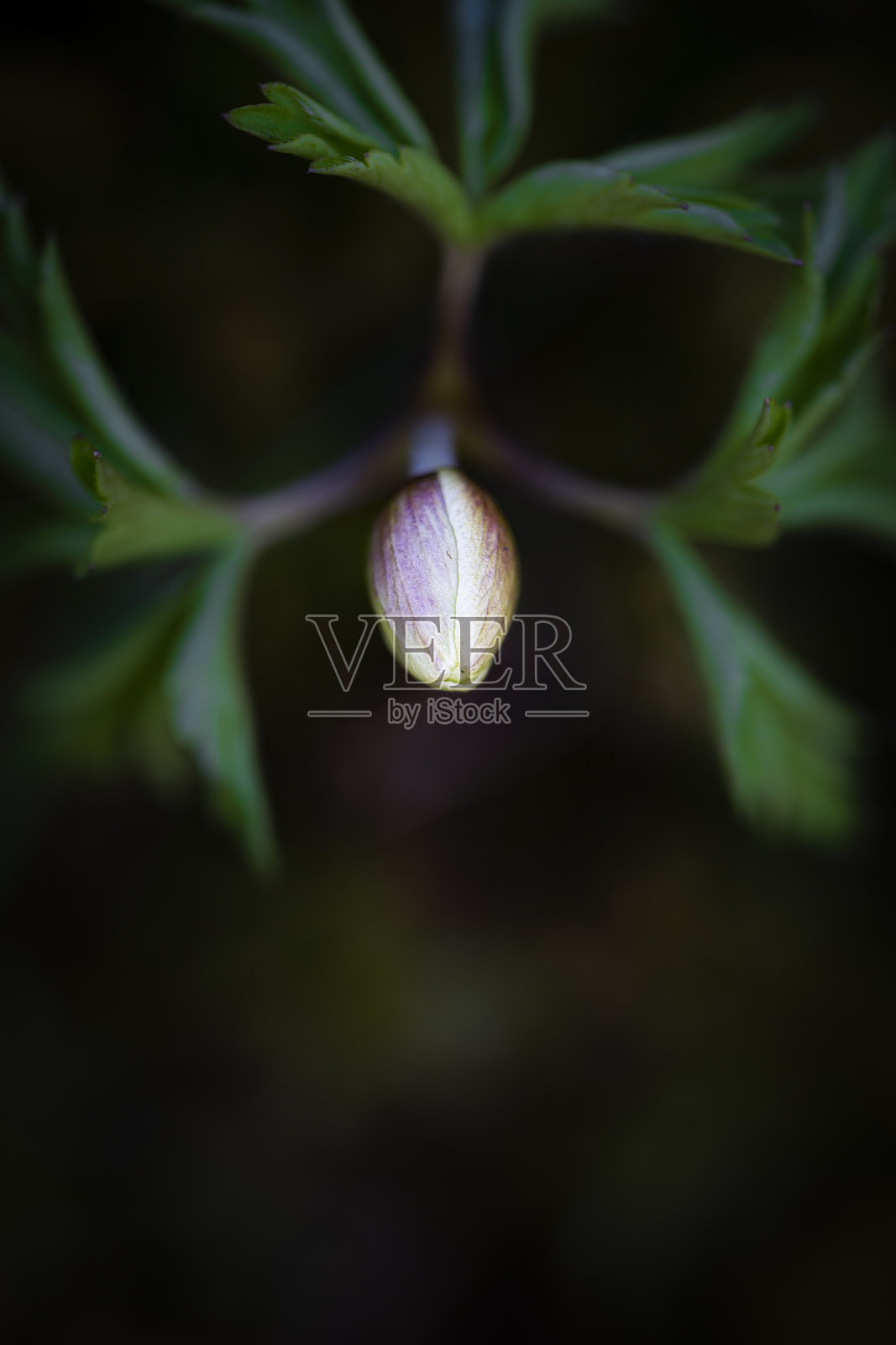 五叶银莲花照片摄影图片