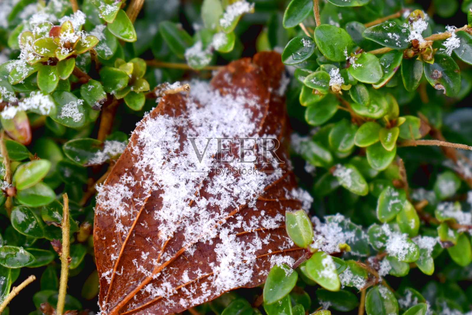在英国的冬天，白雪覆盖在绿叶上的棕色叶子上。照片摄影图片
