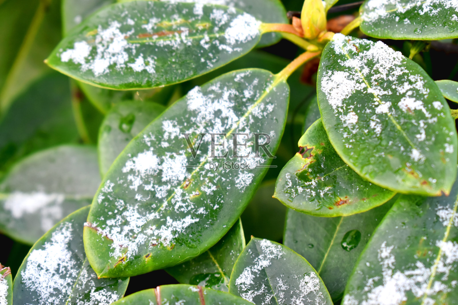 冬天的英国，白雪覆盖在绿叶上。照片摄影图片