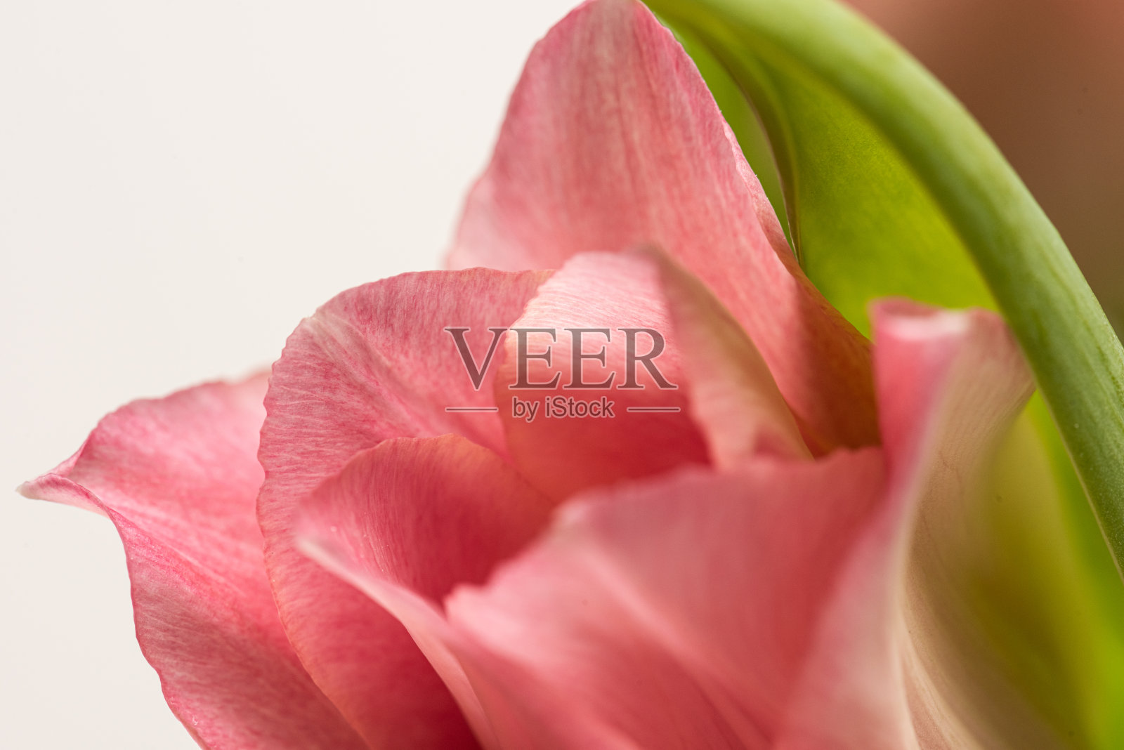 一束粉红色郁金香的细节。照片摄影图片