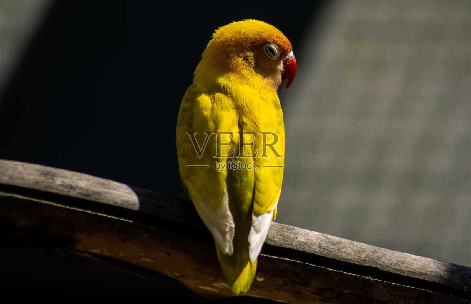 黄色小鸟照片摄影图片