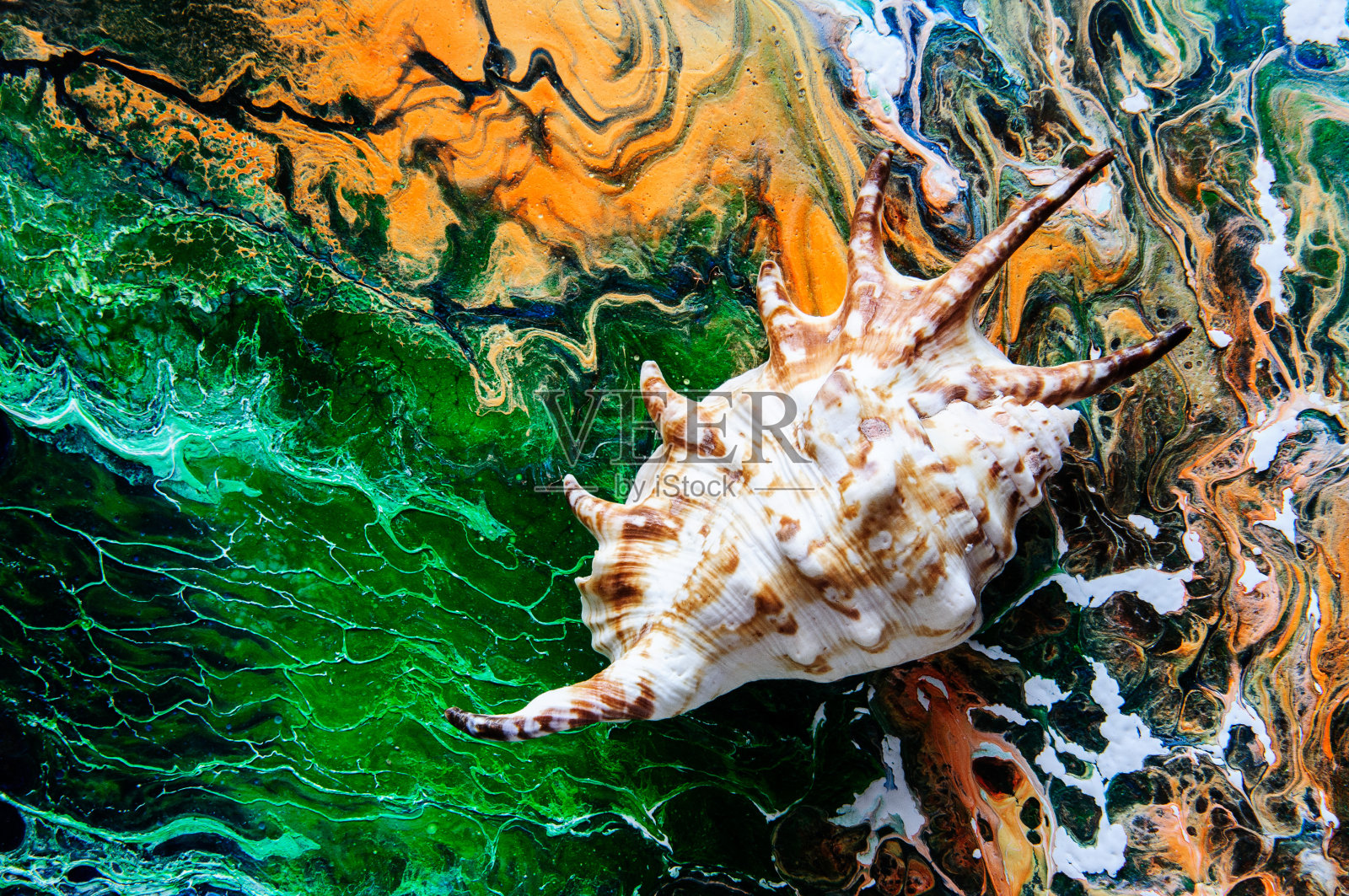 杂色背景上的贝壳照片摄影图片