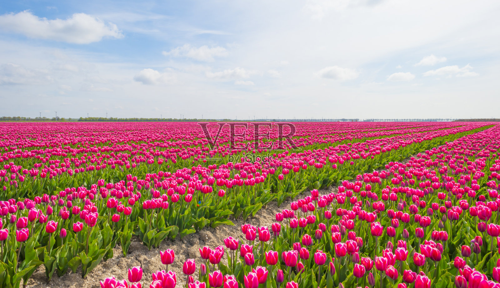 春天阳光明媚的农田里，五颜六色的郁金香照片摄影图片