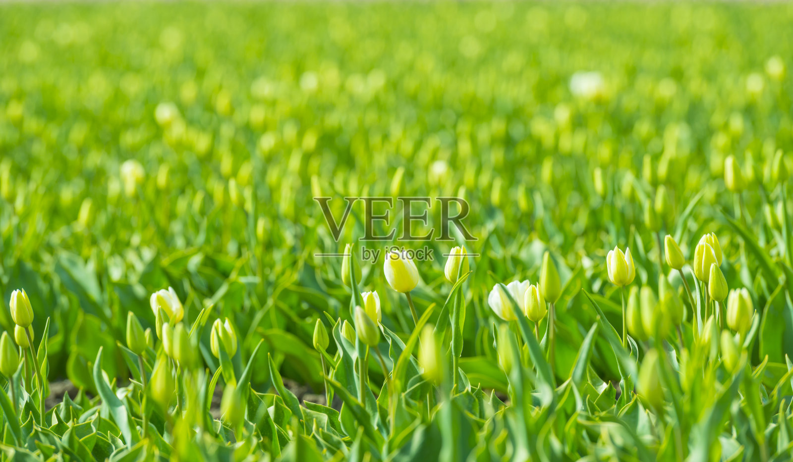 春天阳光明媚的农田里，五颜六色的郁金香照片摄影图片