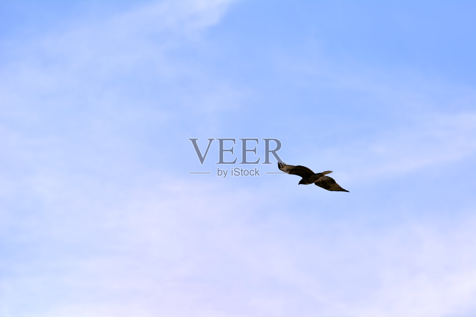 鸟儿在天空中飞翔照片摄影图片