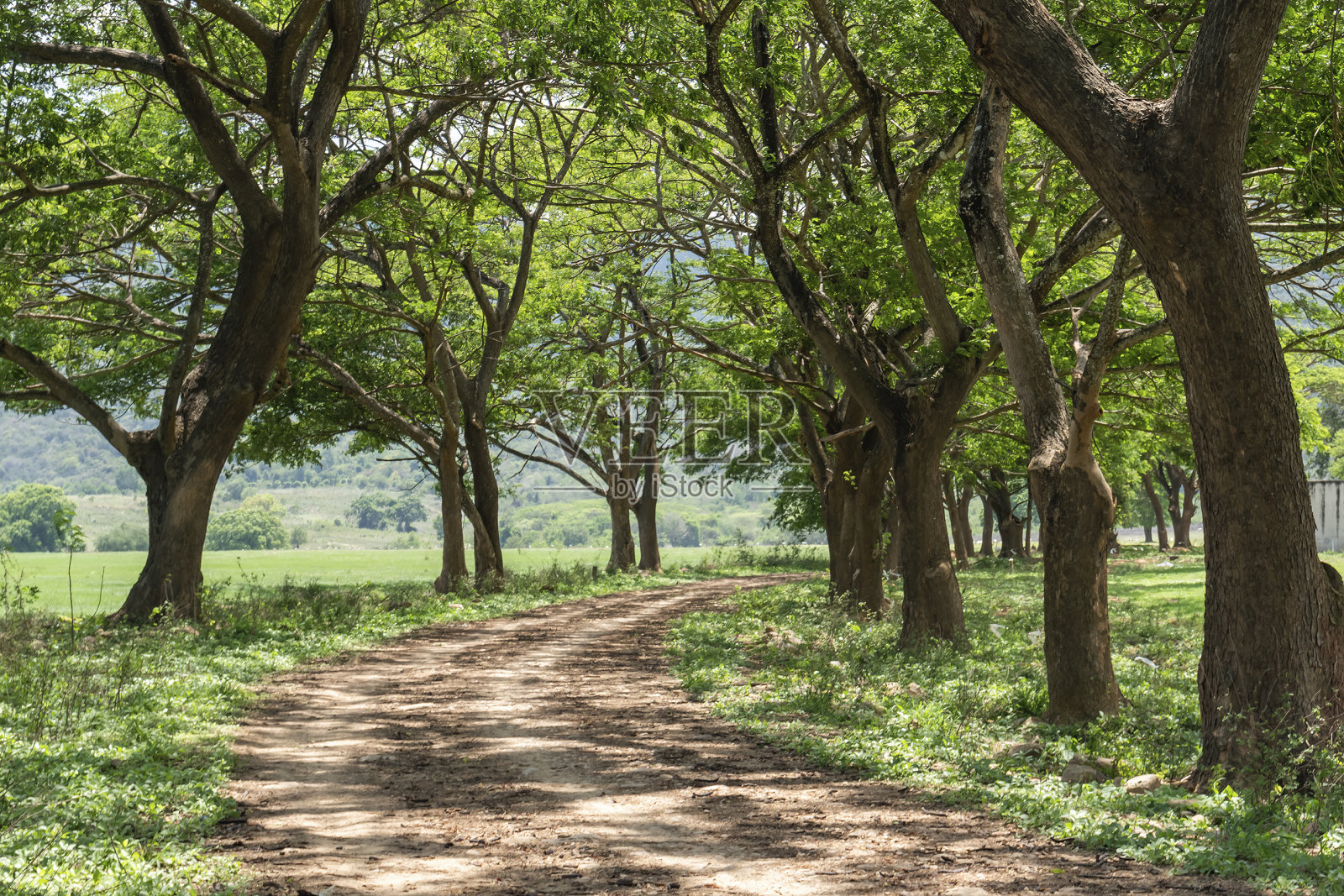 大树下有一条小路通向路的尽头。照片摄影图片