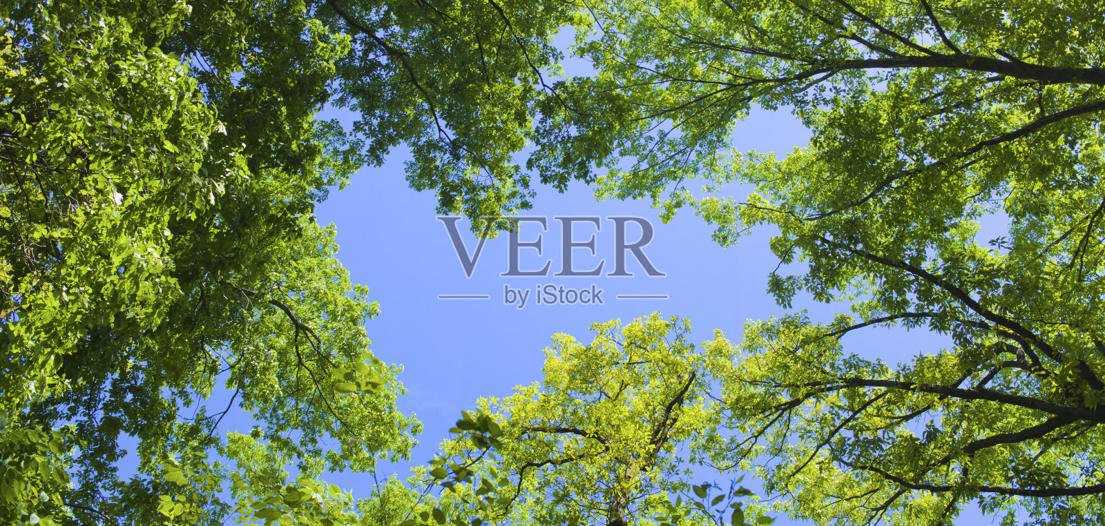 旗帜形象的森林天空照片摄影图片