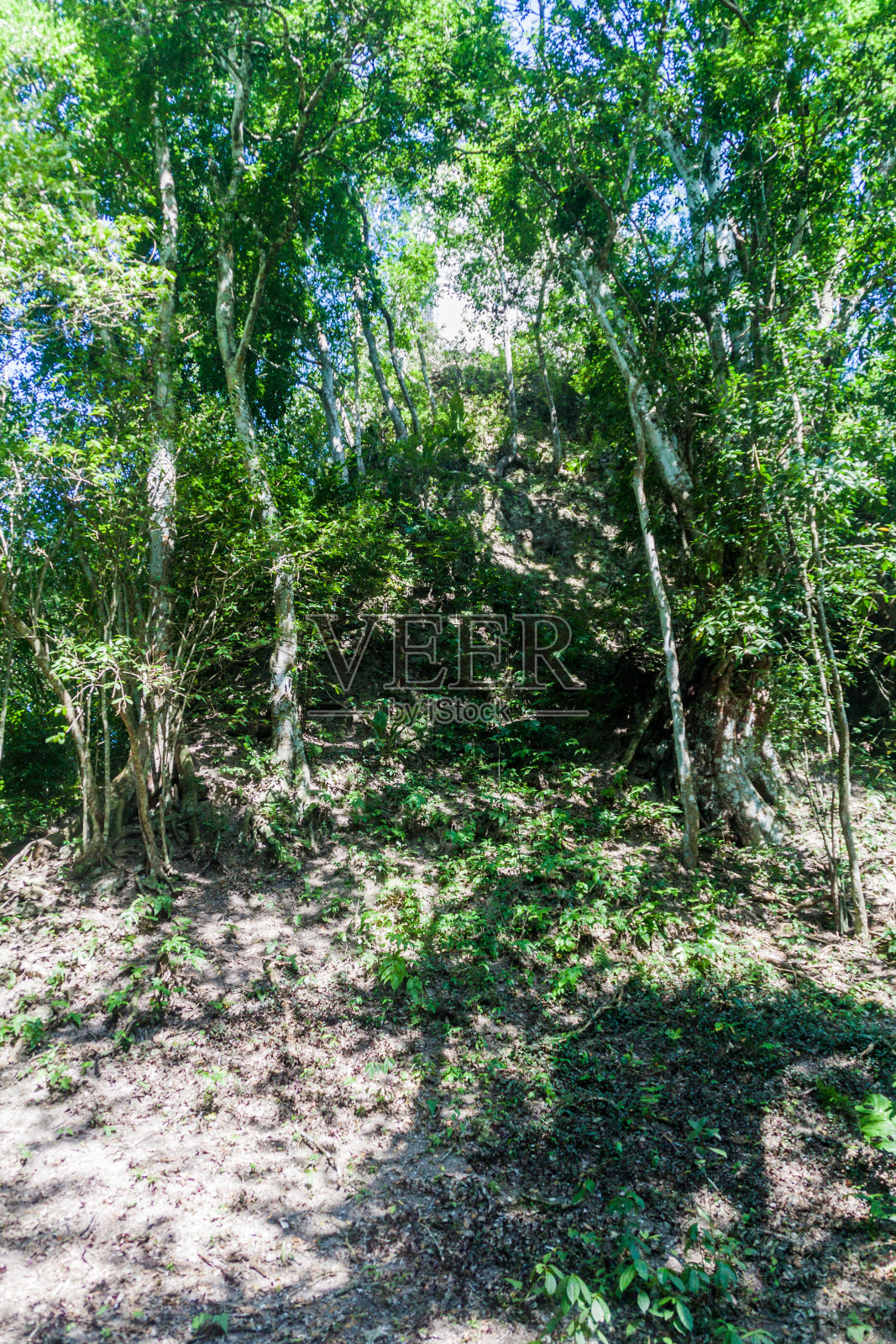 危地马拉蒂卡尔考古遗址的废墟上覆盖着树木照片摄影图片