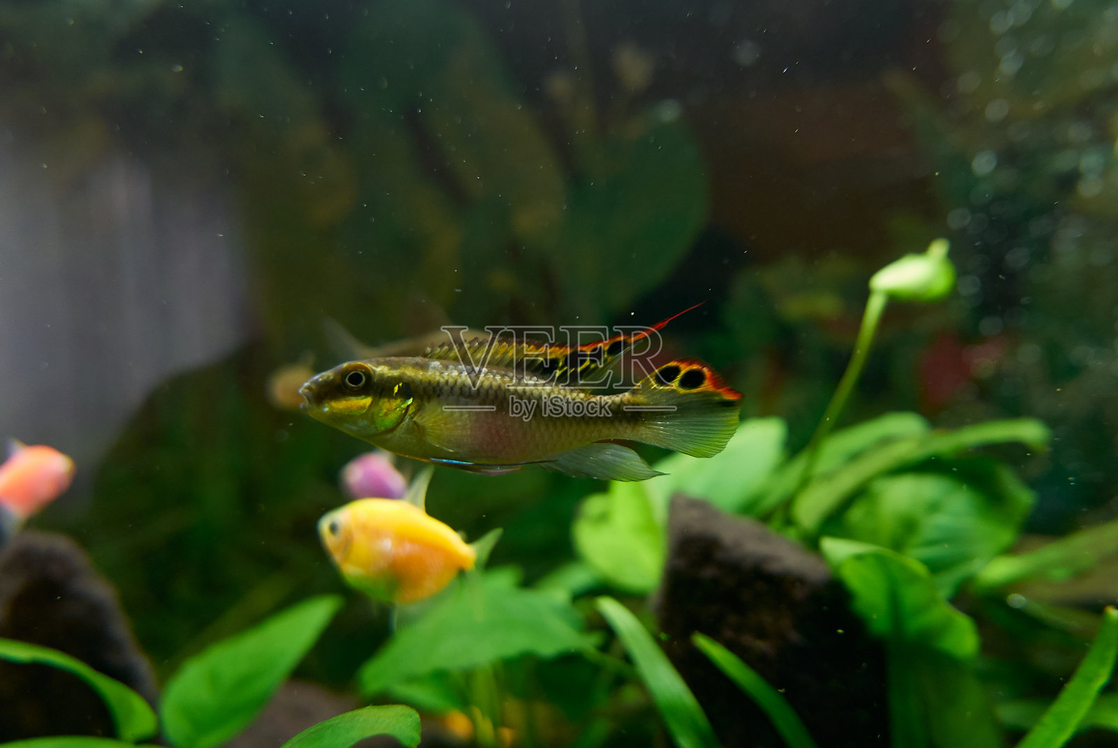 水族馆鱼类照片摄影图片