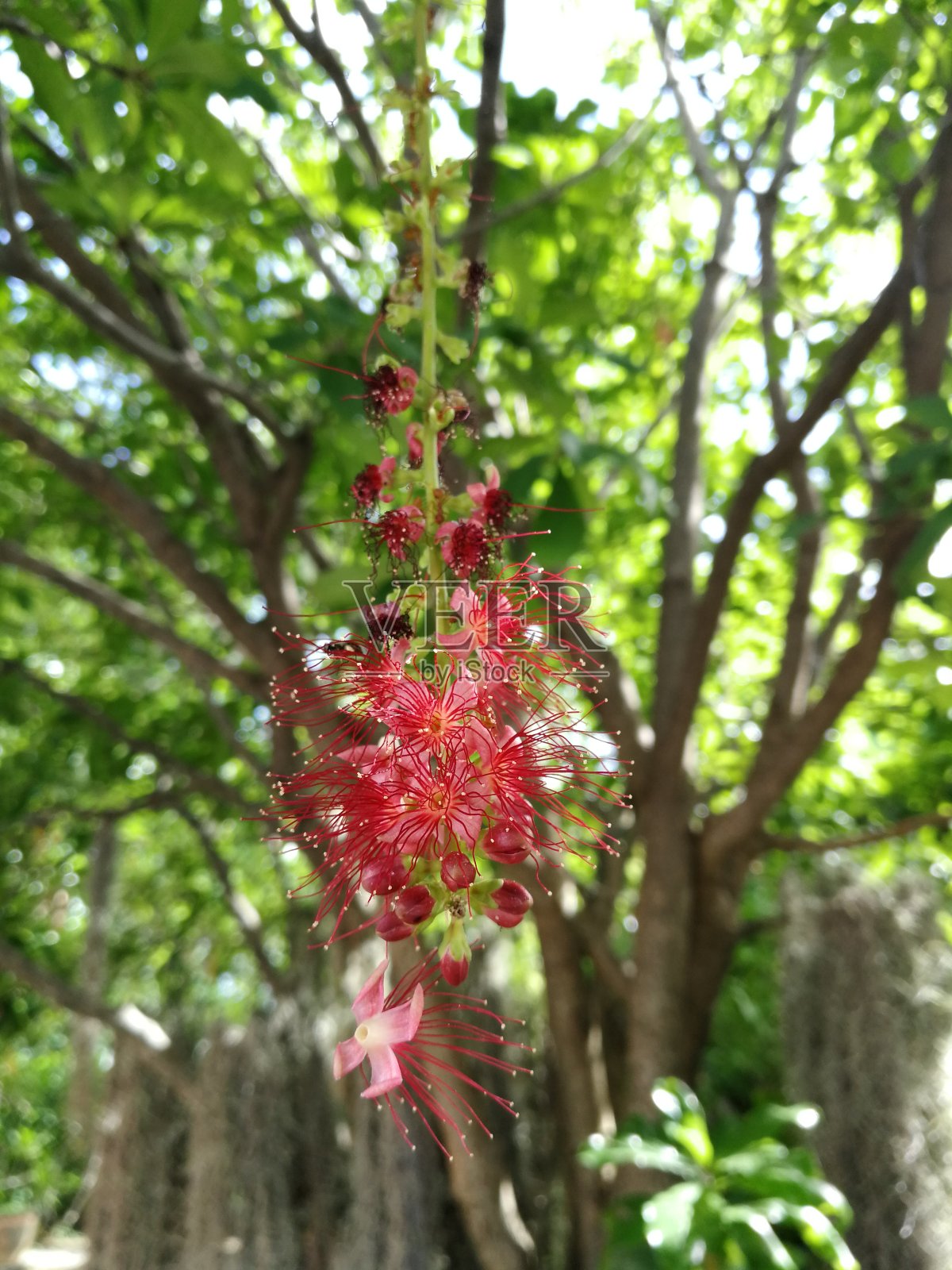 红色的花很多照片摄影图片