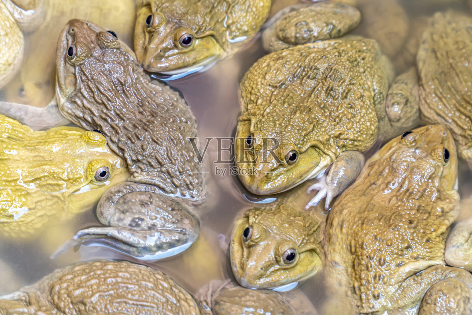 许多青蛙，青蛙农场，青蛙妈妈，青蛙是亚洲风味的食物。照片摄影图片